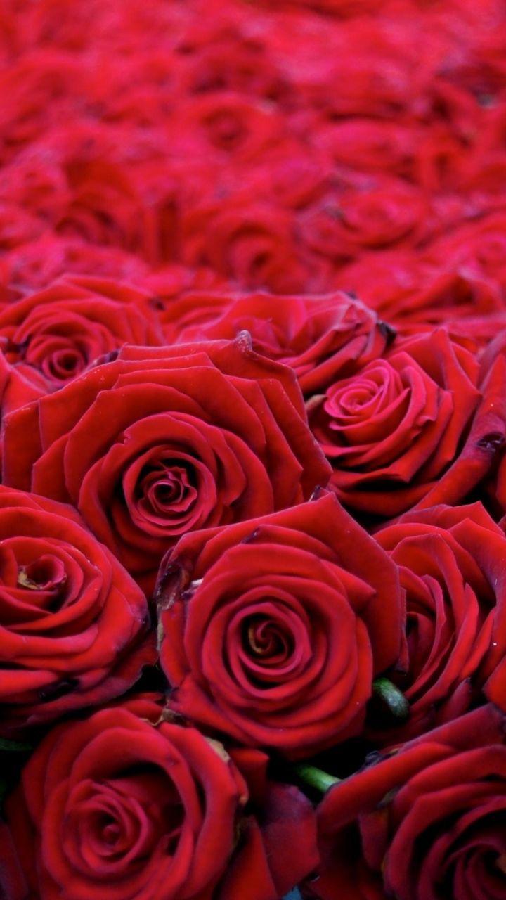 Download Wallpapers Roses, Flowers, Buds, Red, Many