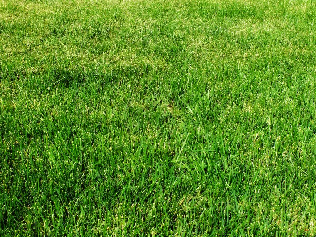 Grass Wallpapers 7