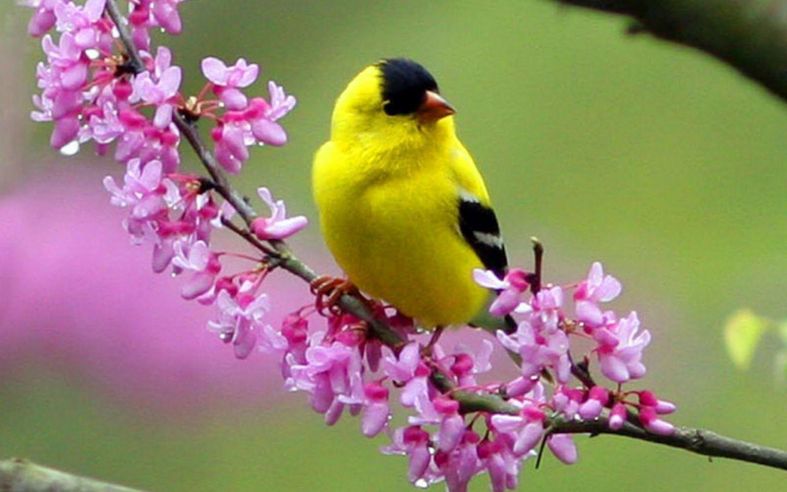 Colorful Little Bird HD Wallpapers