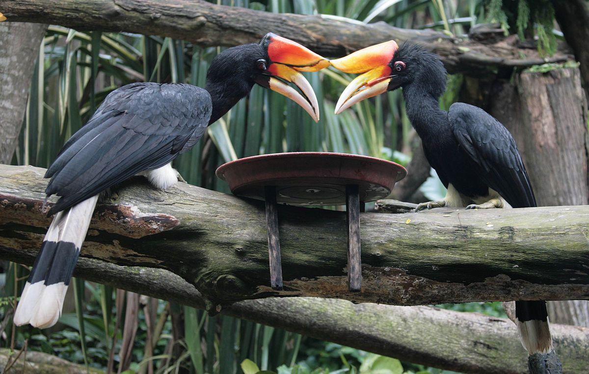 Rhinoceros hornbill