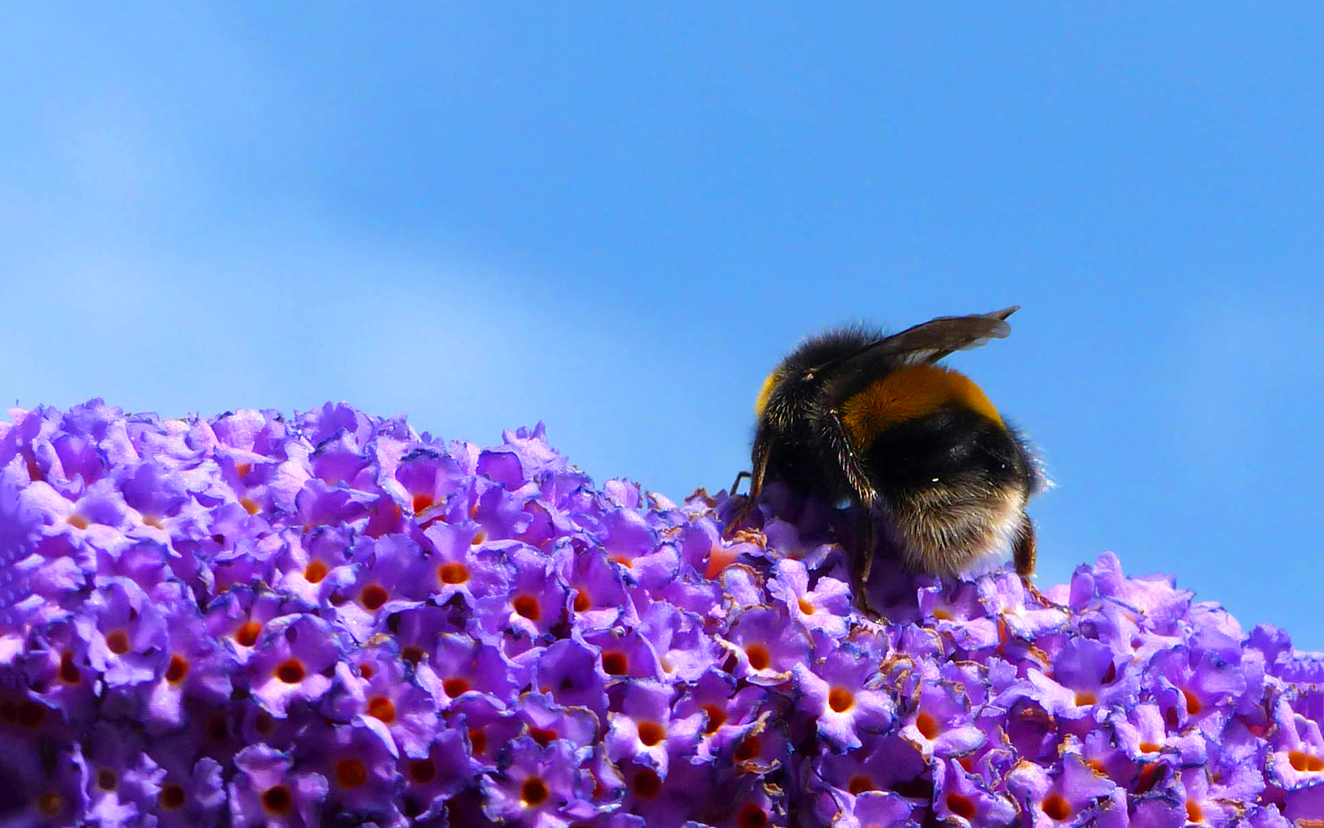 Bumblebee flowers