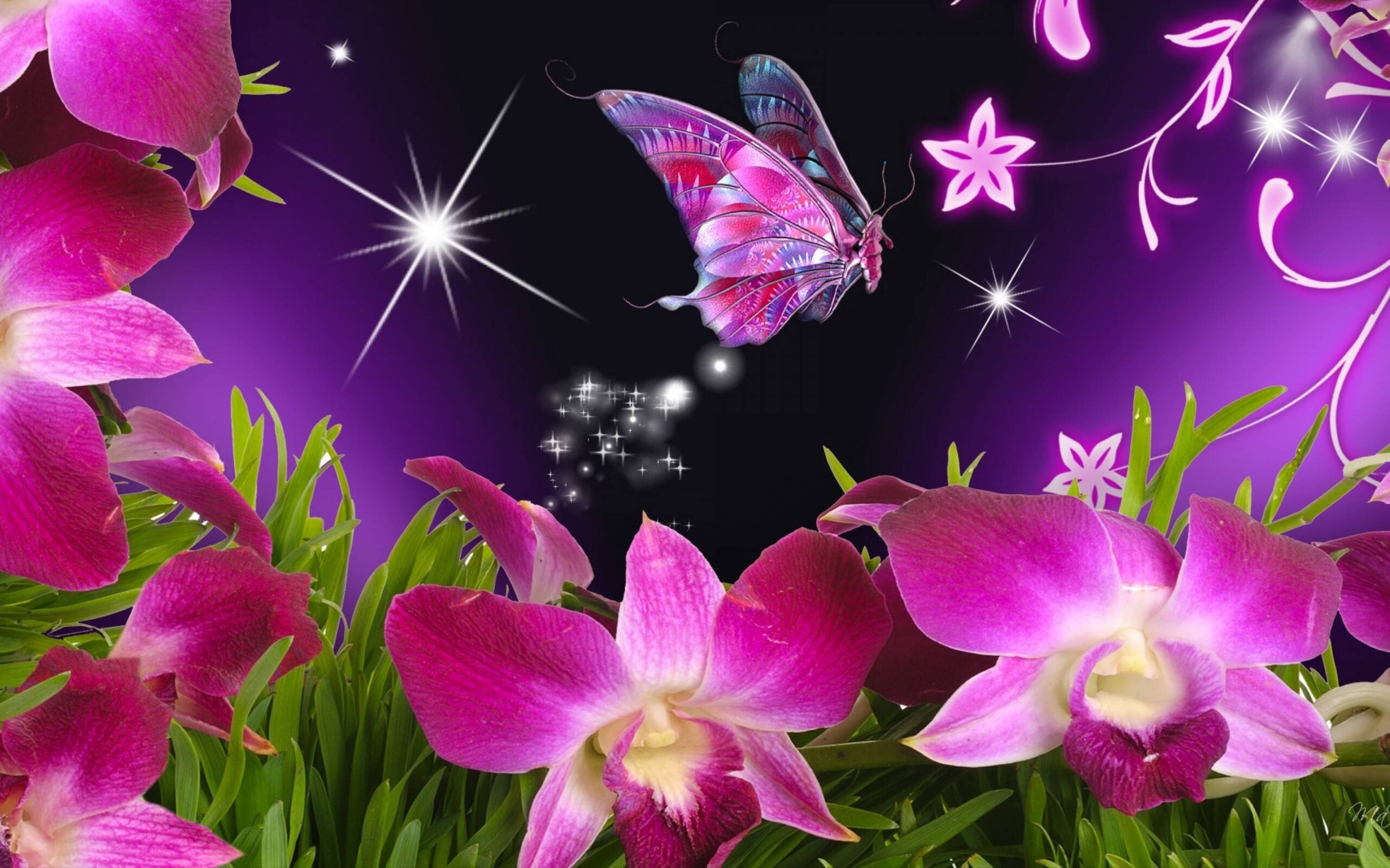 Beautiful Butterflies Wallpapers Wallpapers