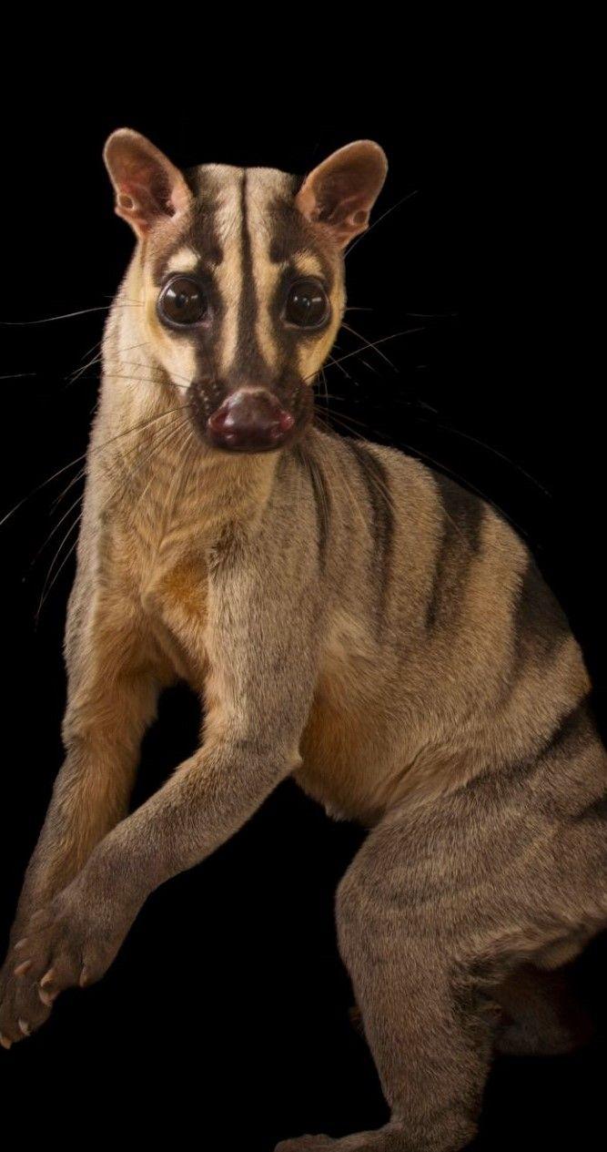 BANDED PALM CIVET