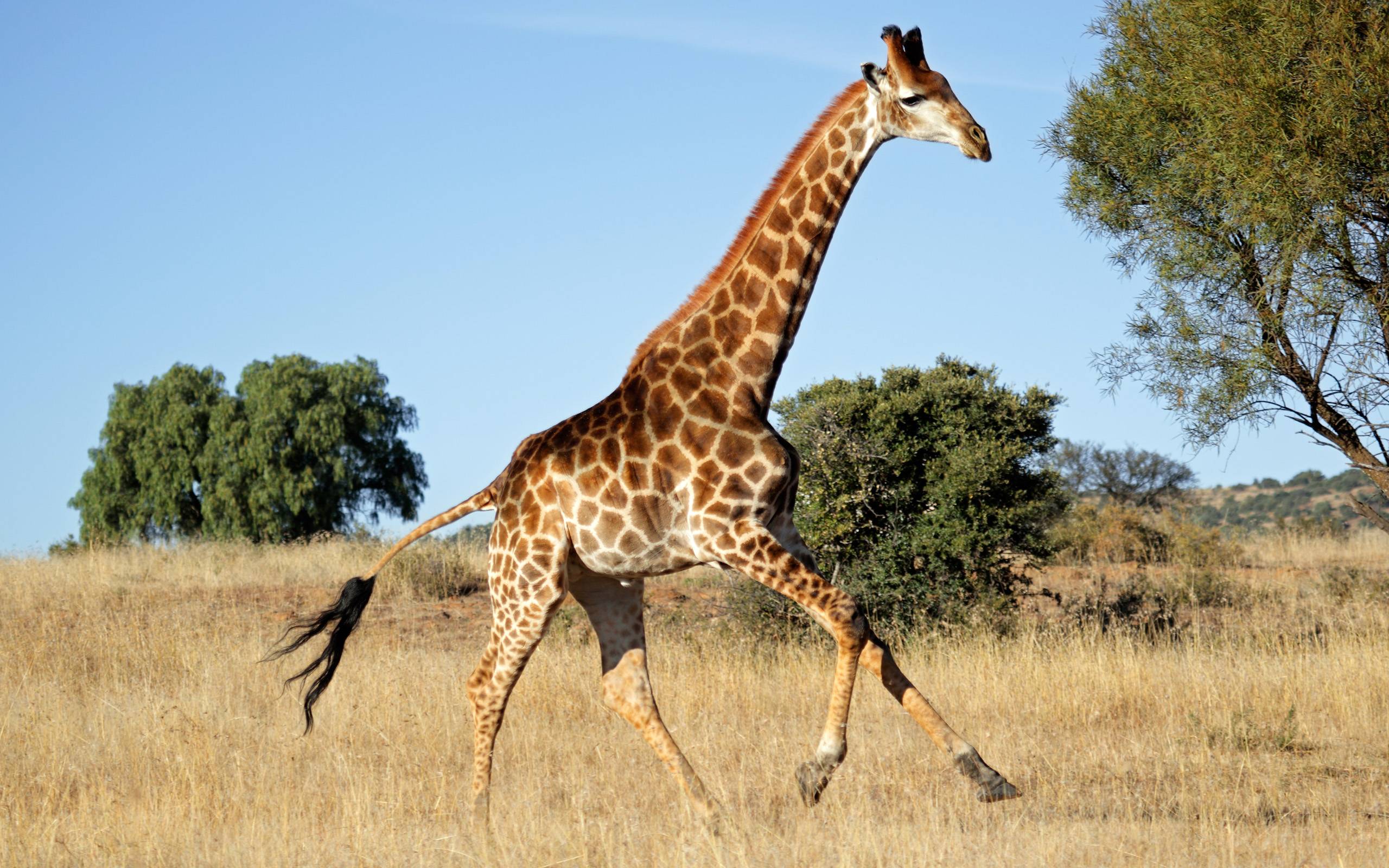 155 Giraffe Wallpapers