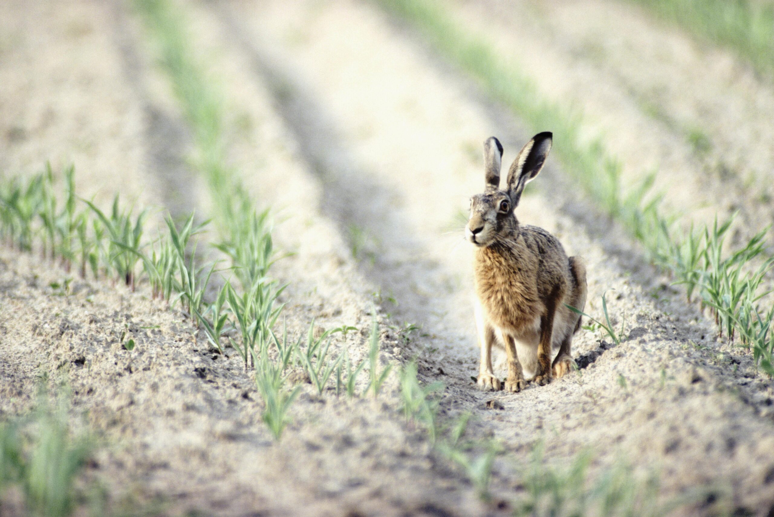 Free Hare Wallpapers