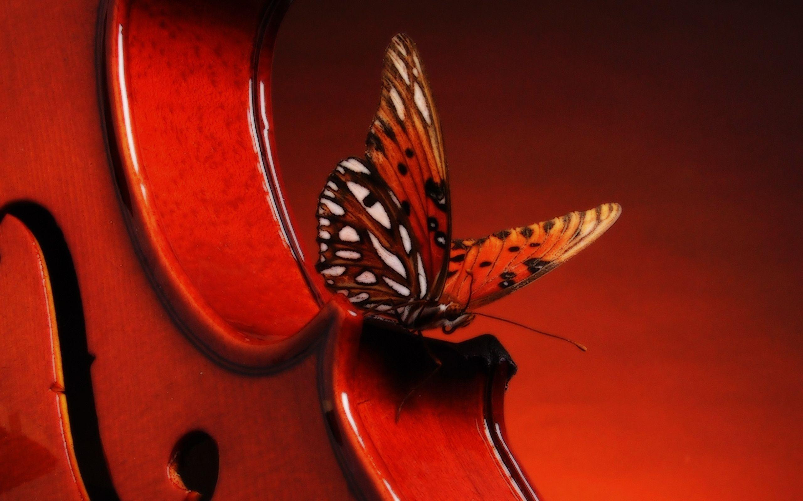 Hd Wallpapers Violin 2560 X 1600 2369 Kb