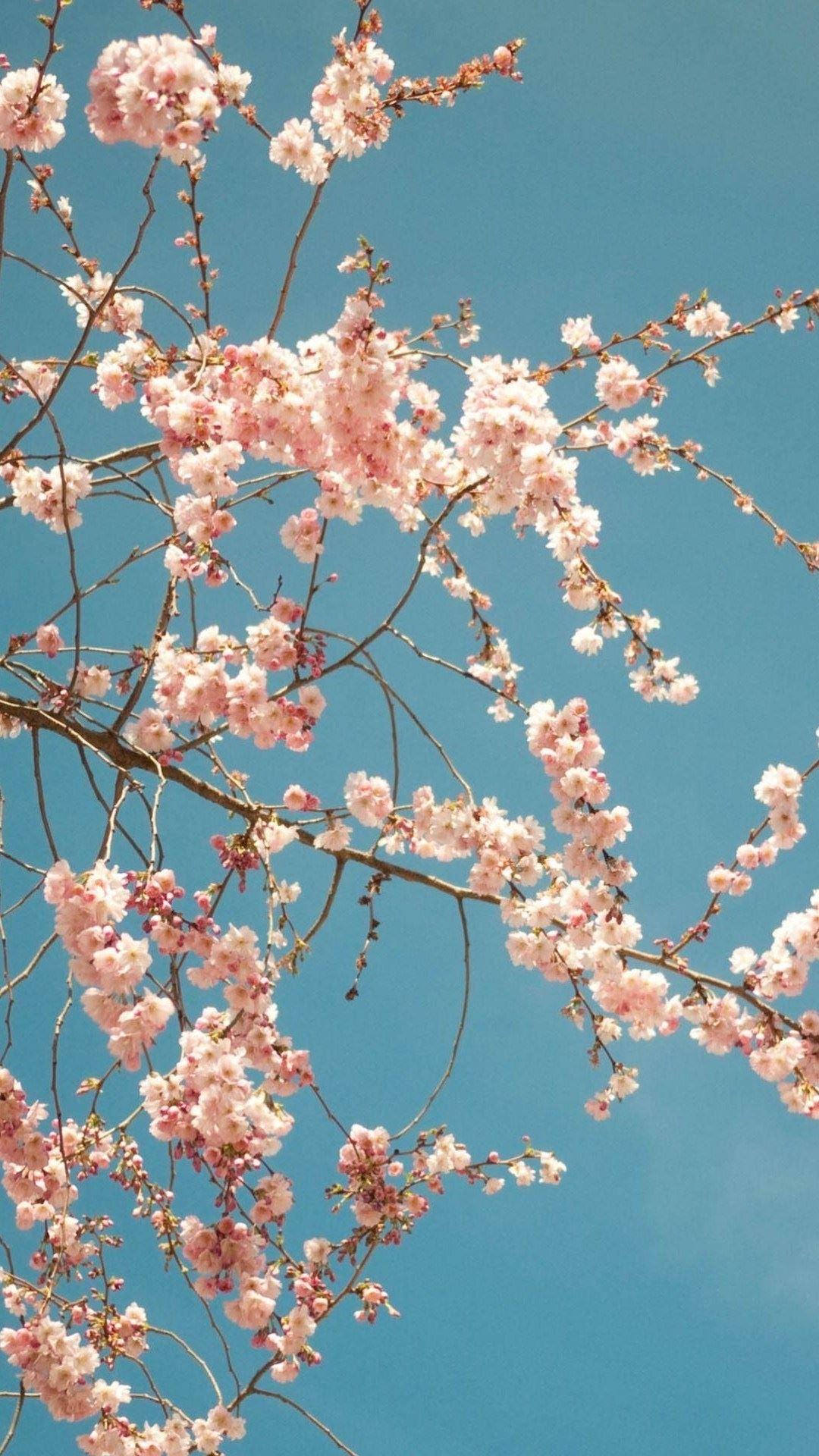 Cherry Blossom iPhone HD Wallpapers