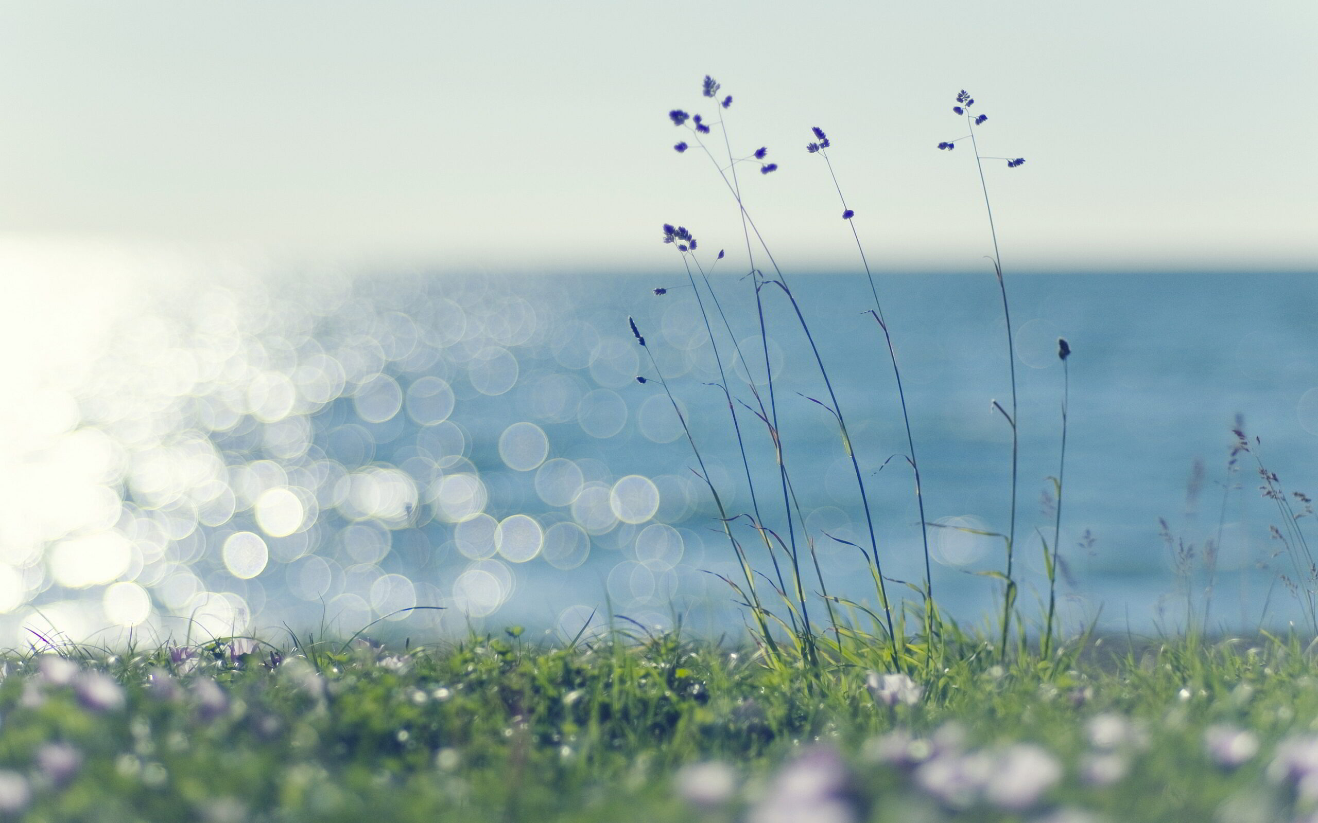 Coast grass sunshine wallpapers