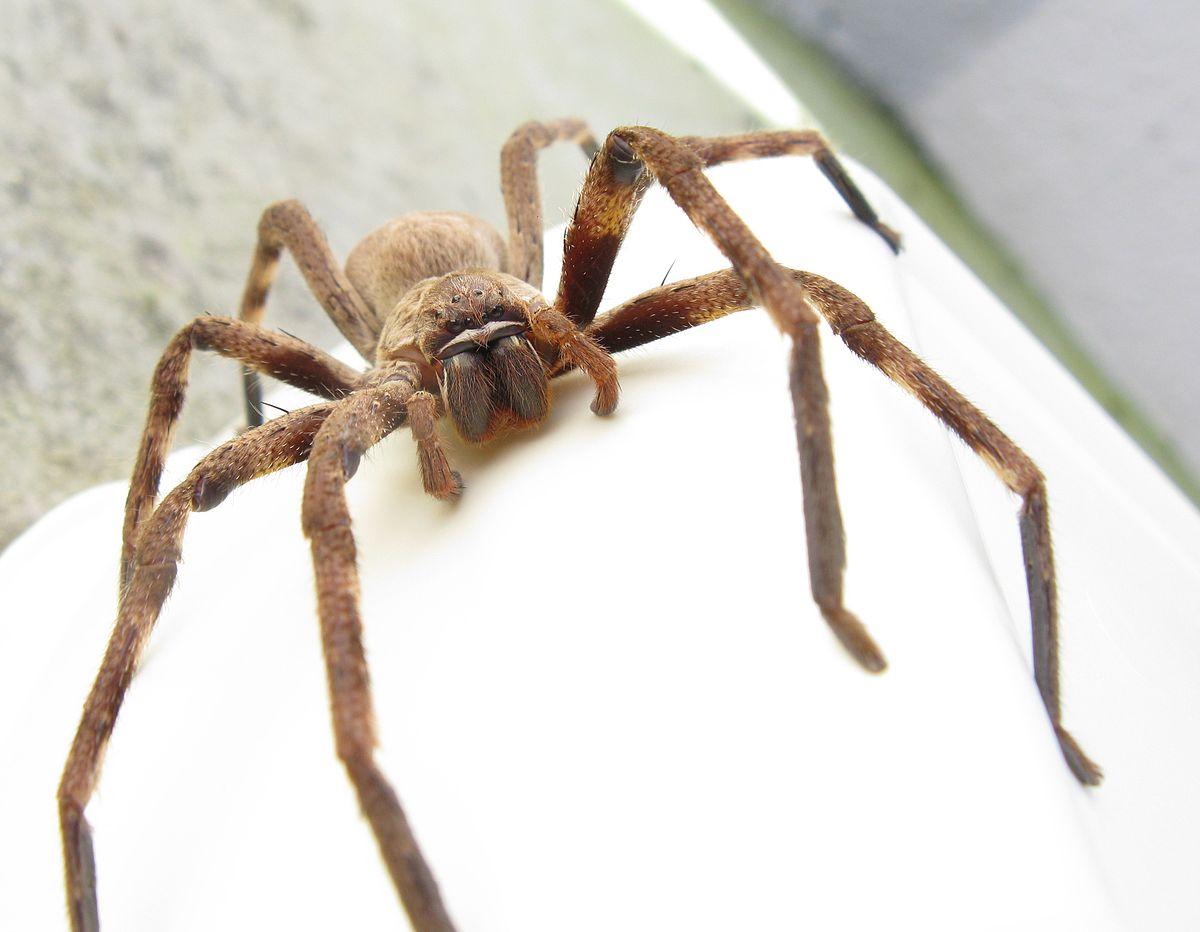 Huntsman spider