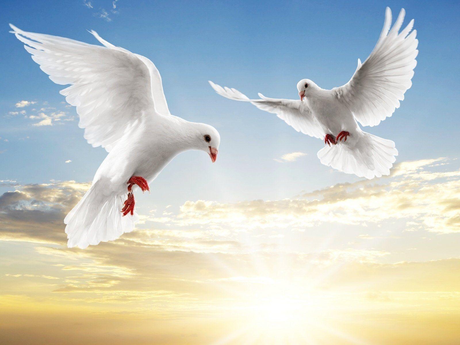 51 Dove HD Wallpapers