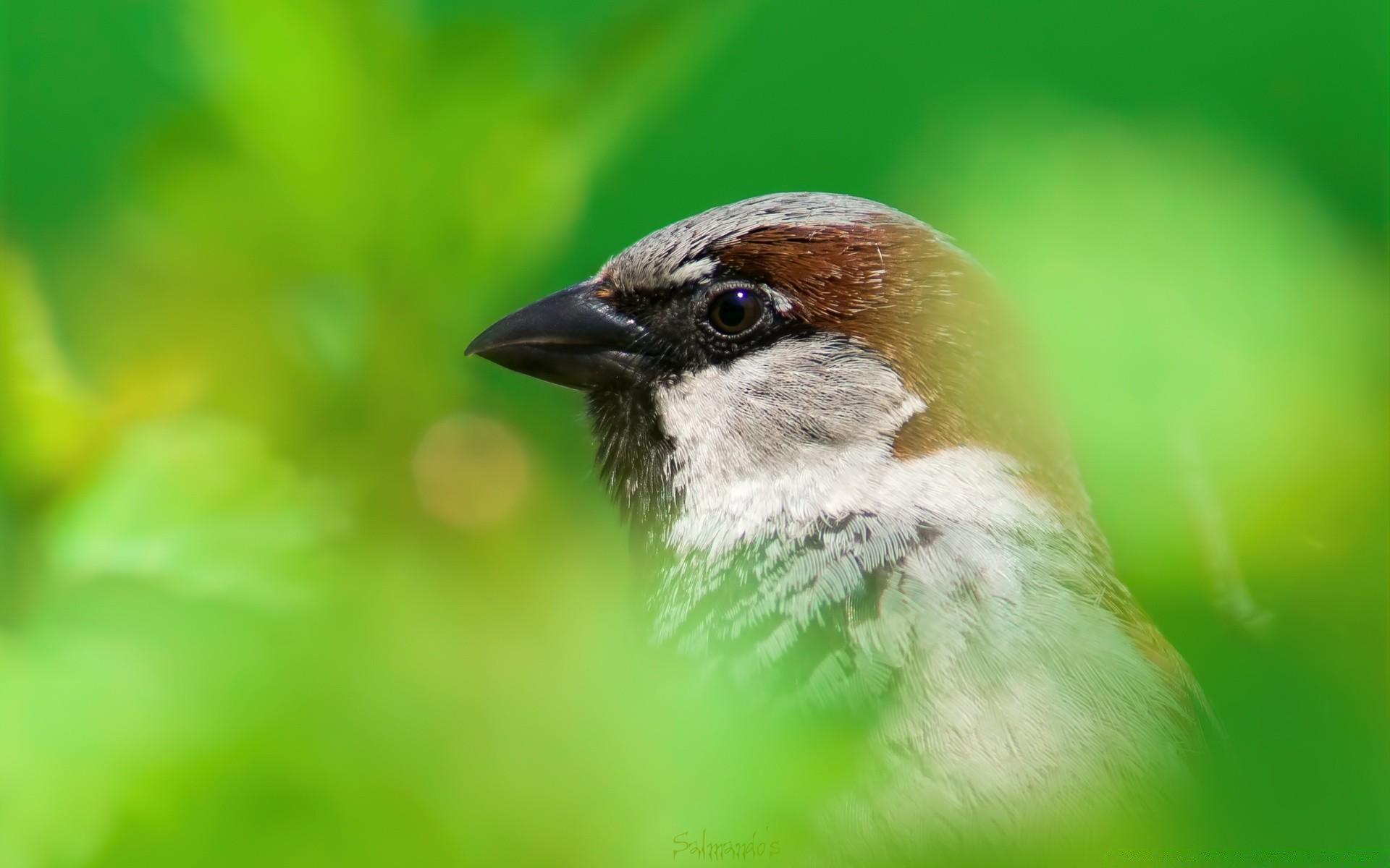 House Sparrow