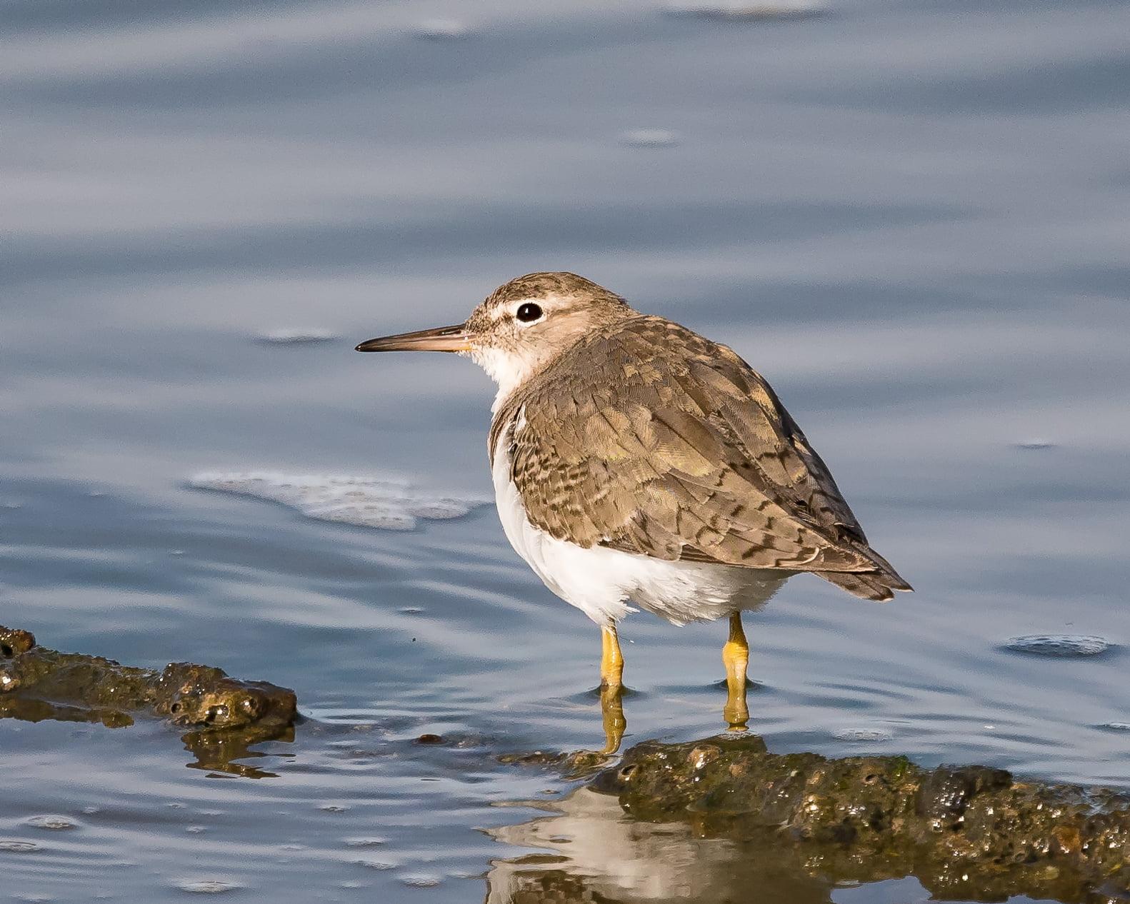 White and brown bird on water, spotted sandpiper HD