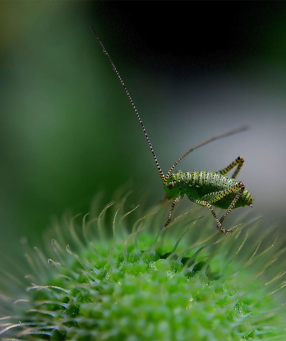 Bush crickets 1080P, 2K, 4K, 5K HD wallpapers free download