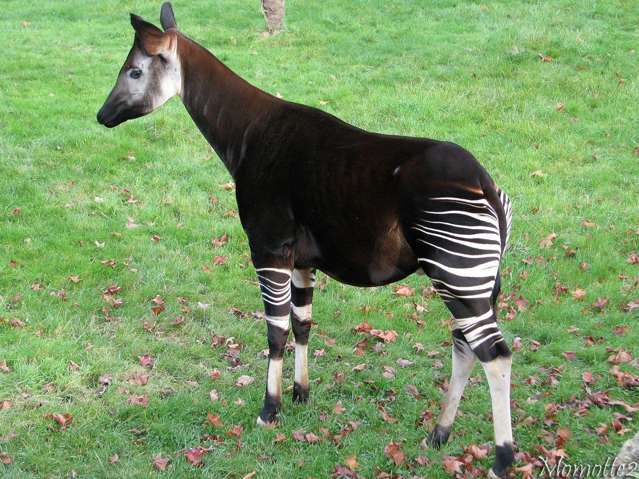 nice Okapi Free Download Picture