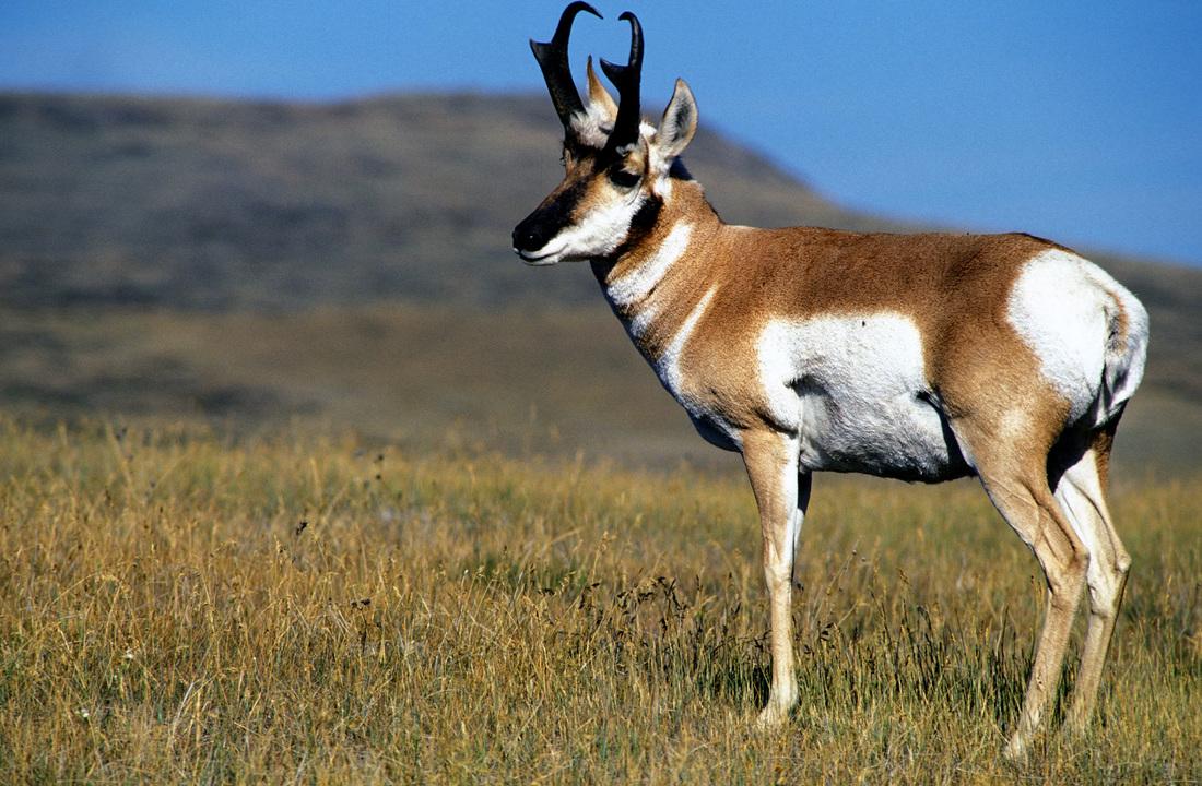 Pronghorn Antelope Latest Hd Wallpapers Free Download