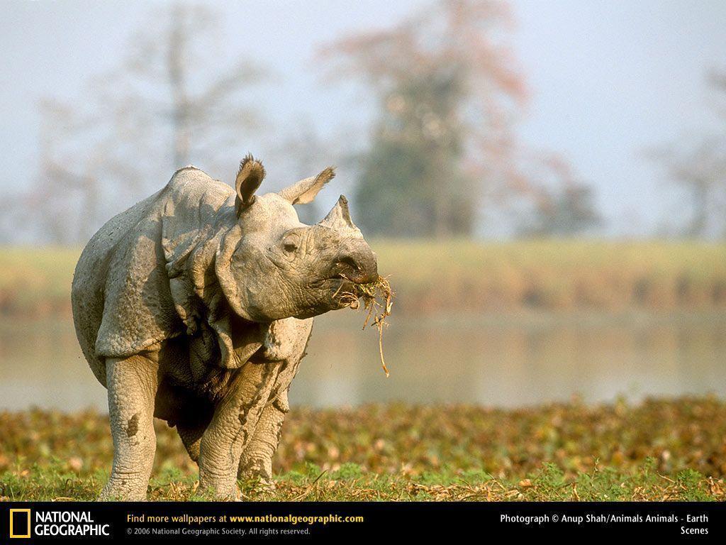 Rhino Picture, Rhino Desktop Wallpaper, Free Wallpapers, Download