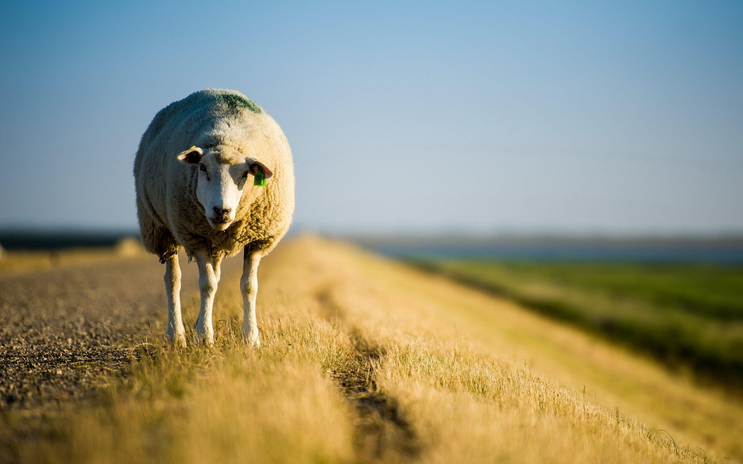 Sheep Wallpapers, Image, Photos, Pictures & Pics