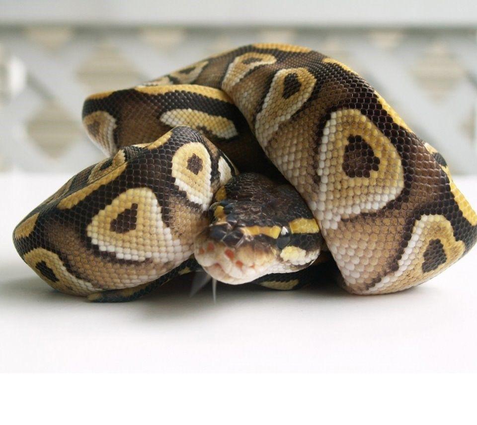 Ball Python Wallpapers HD Wallpaper Backgrounds Of Your Choice