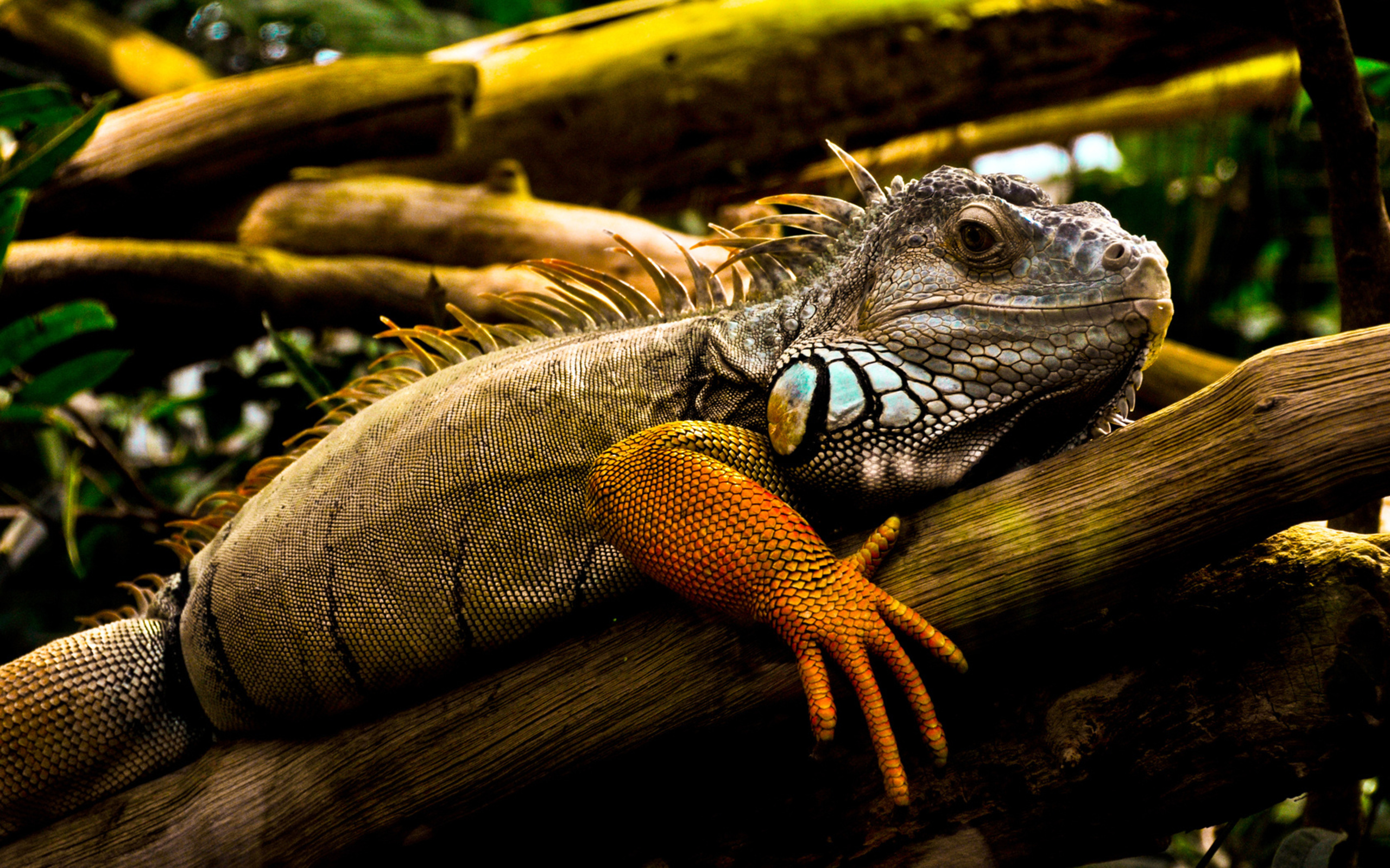 Iguana Wallpapers 4