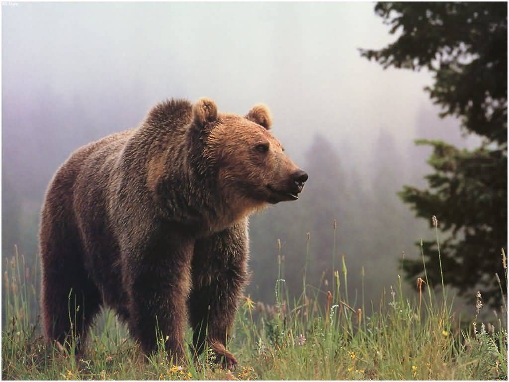 Grizzly Bear Wallpapers Group with 74 items