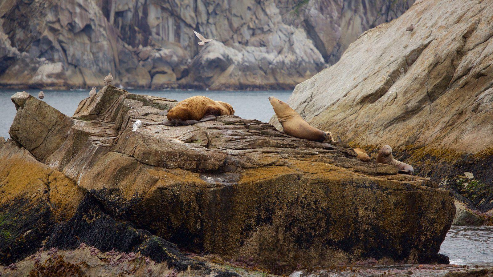 Animal Pictures: View Image of Kenai Fjords National Park