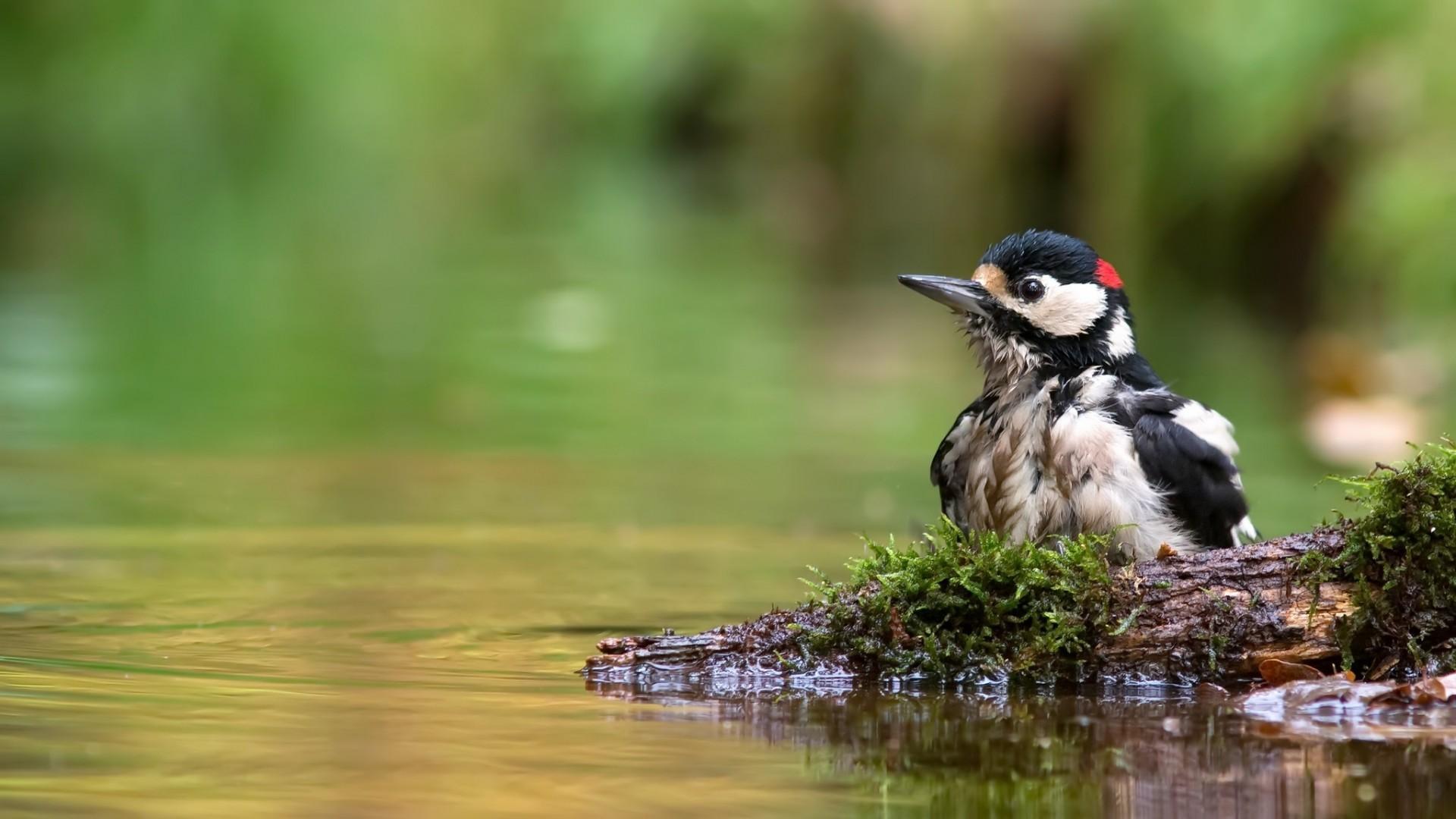 Download Woodpecker, Moss, Water, Birds Wallpapers for