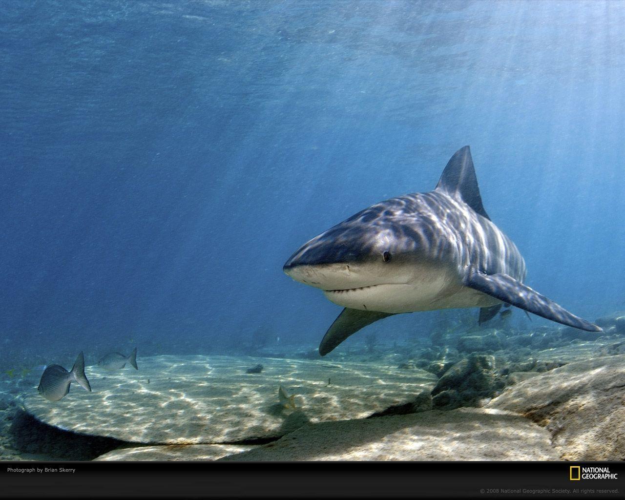 Bull Shark Picture, Bull Shark Desktop Wallpaper, Free Wallpapers