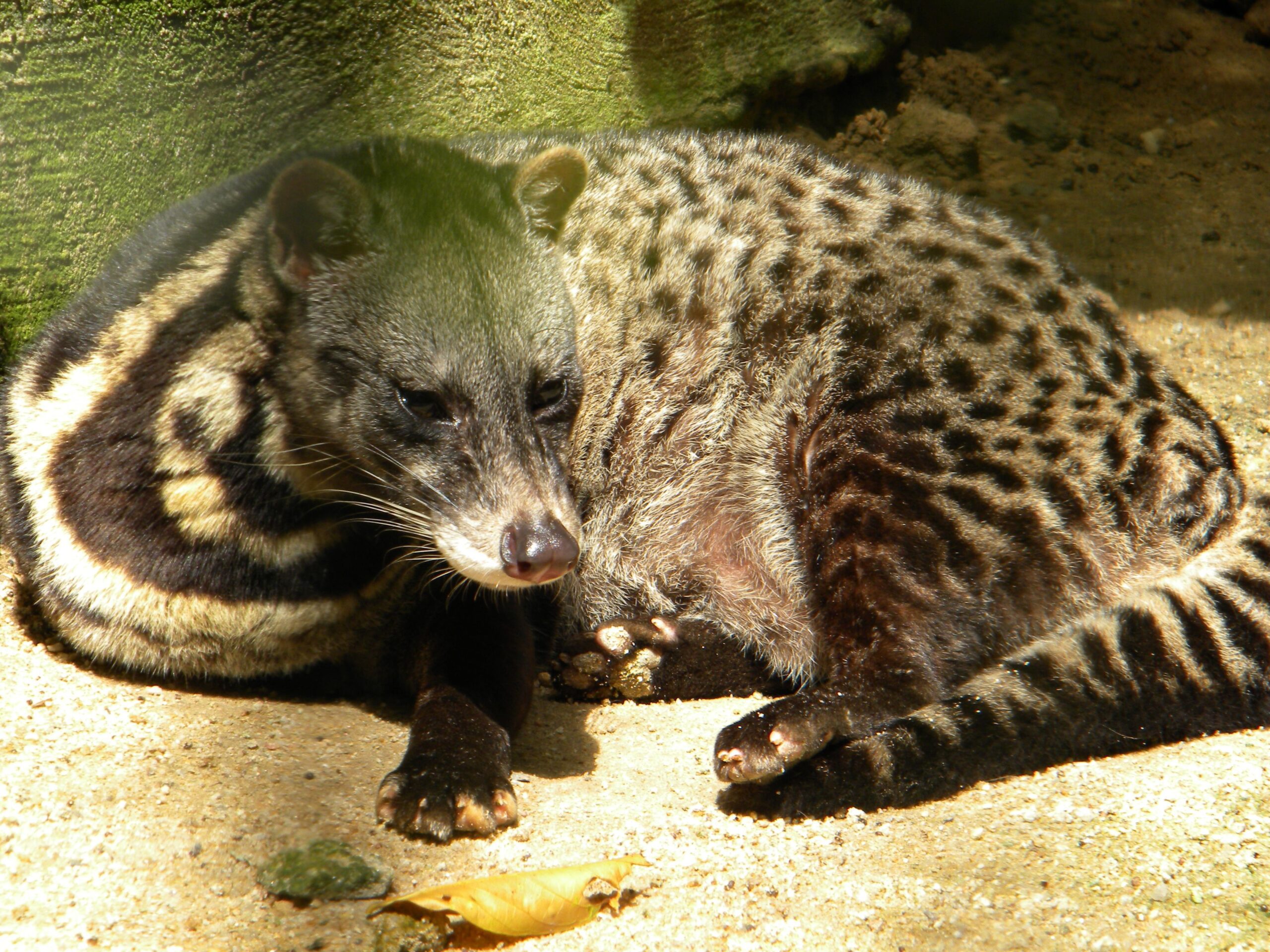 Best 56+ Civet Wallpapers on HipWallpapers