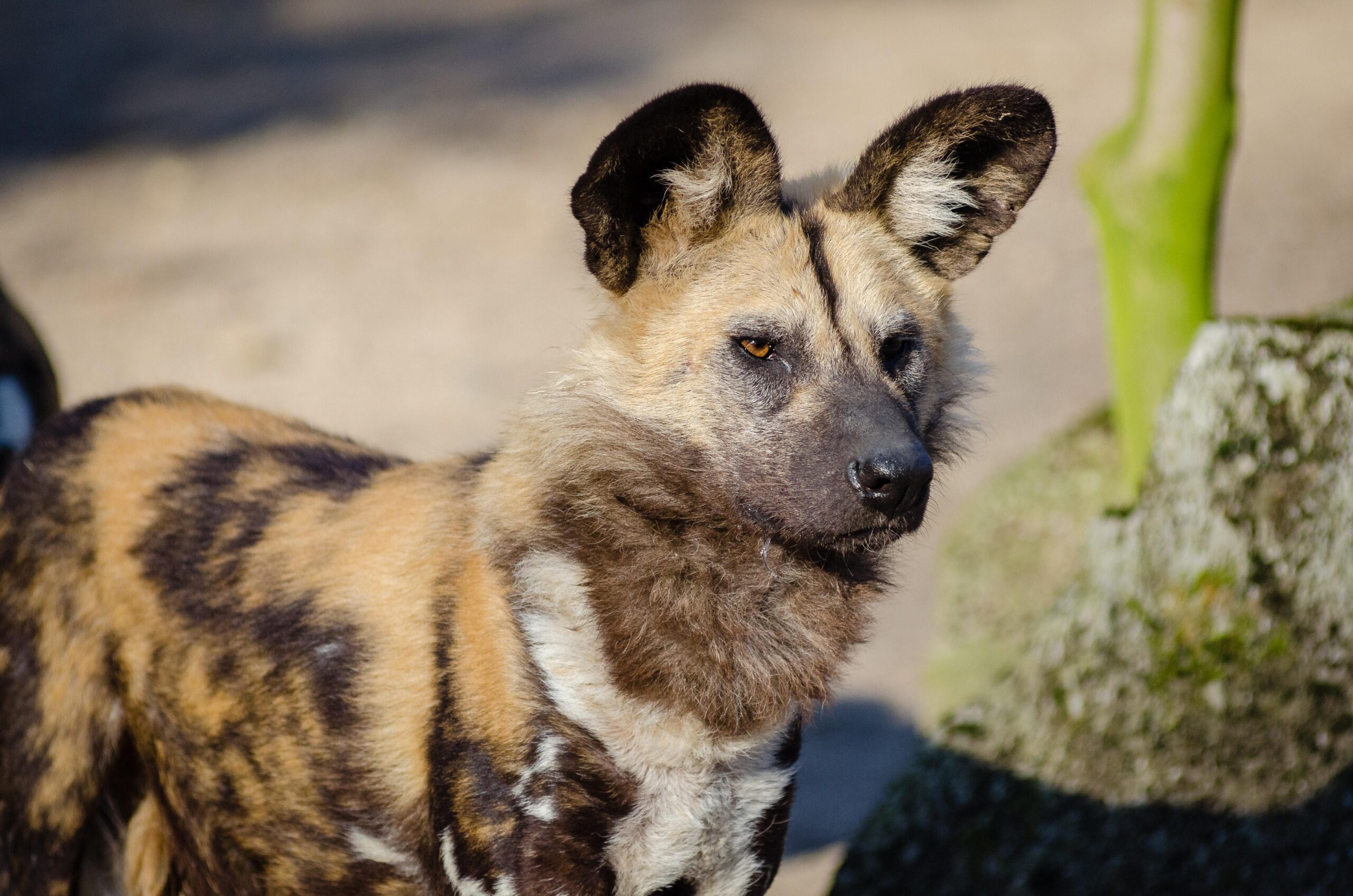 African Wild Dog · Free Stock Photo