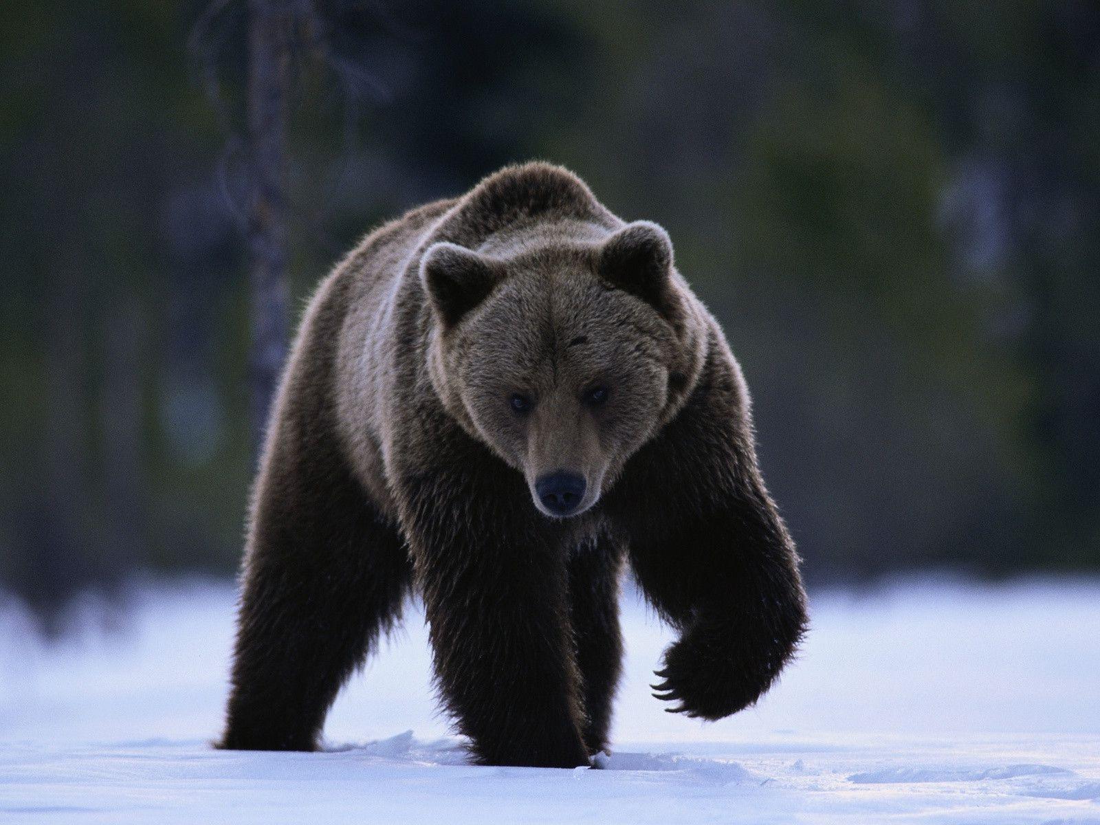 Grizzly Bear Running in the Snow Free Stock Photo and Wallpapers