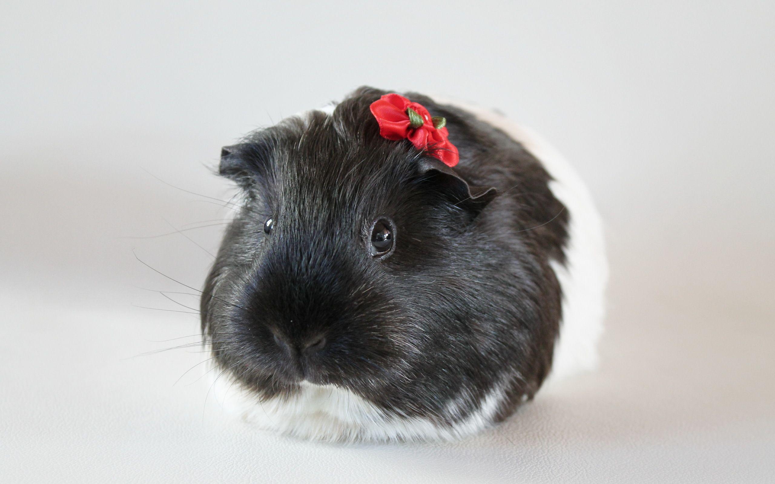 Guinea Pig Full HD Wallpapers and Backgrounds