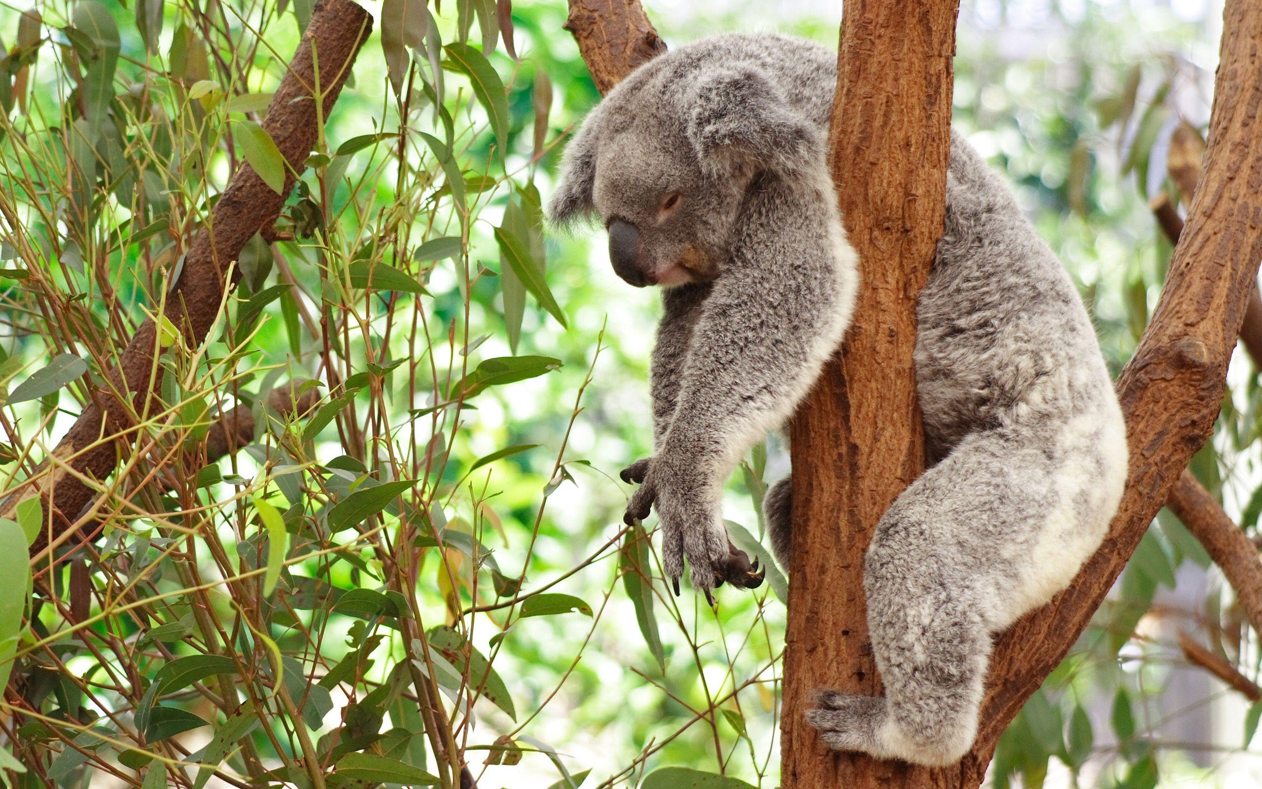 86 Koala HD Wallpapers