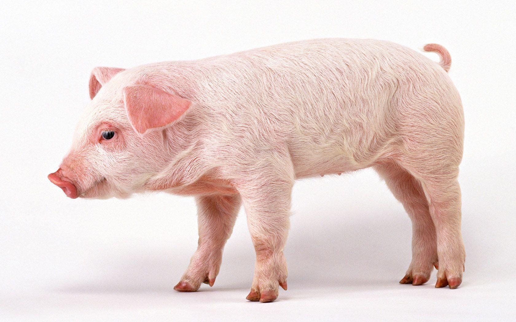 41 Pig HD Wallpapers