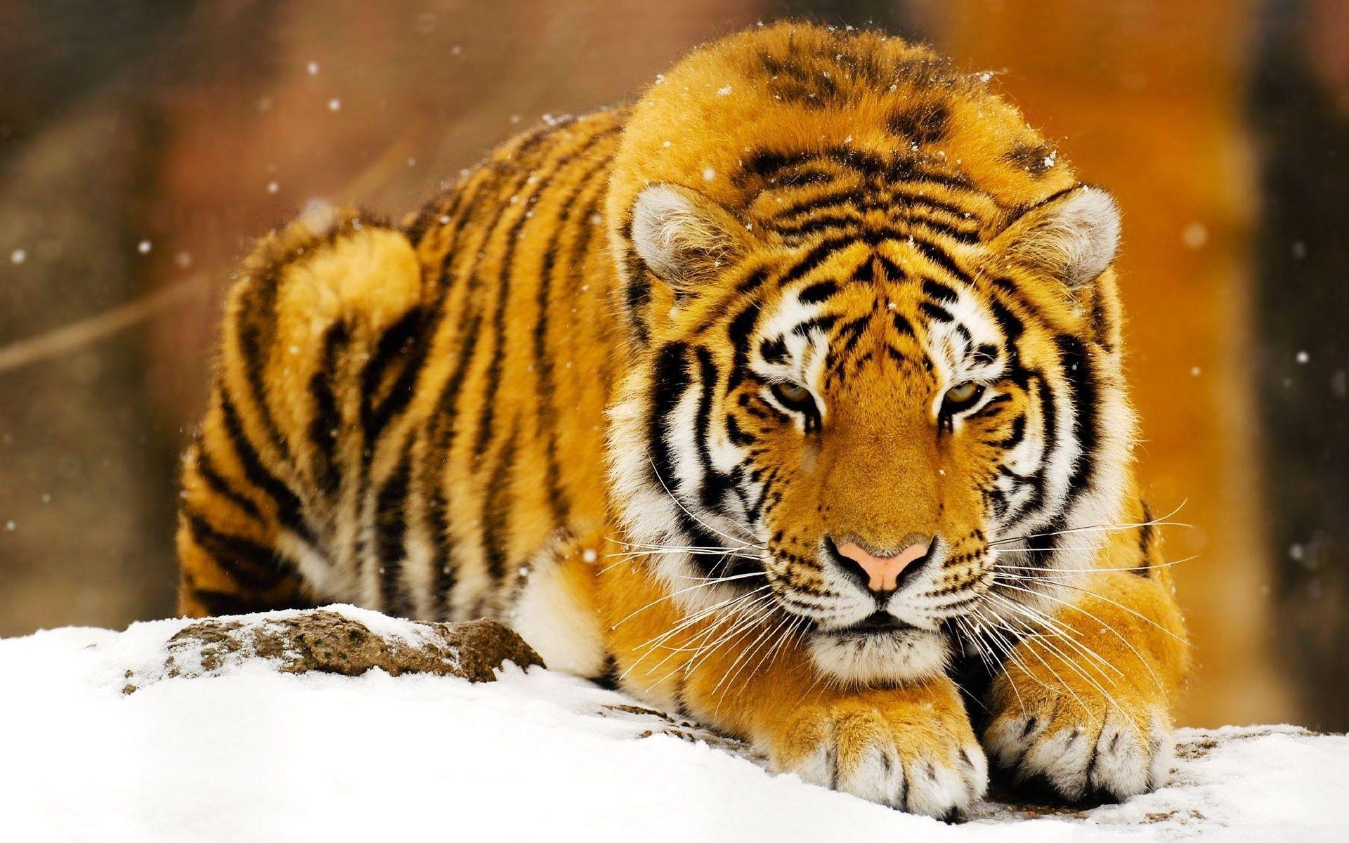 Siberian Tiger Wallpapers