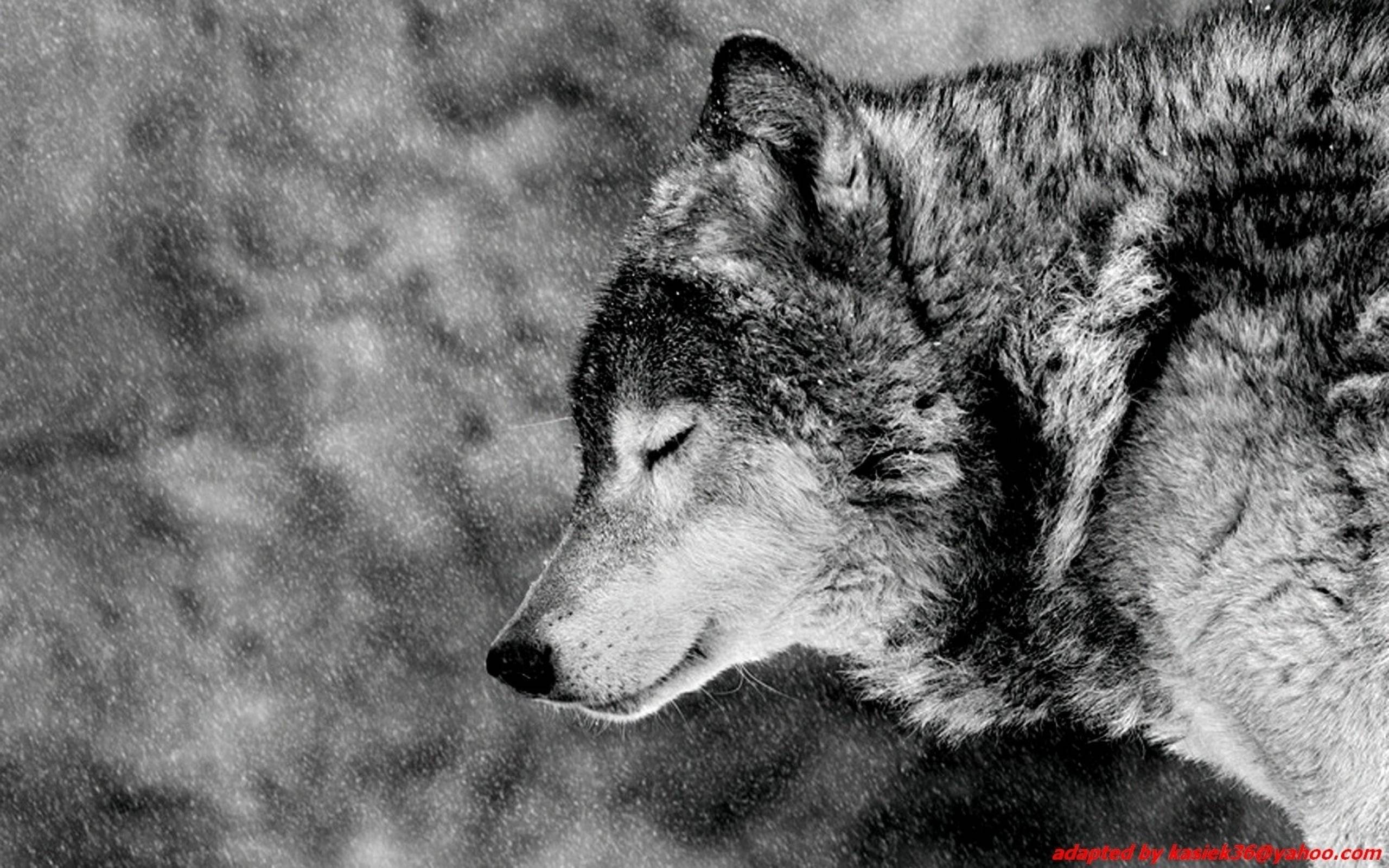 Image For > Alpha Wolf Wallpapers Hd