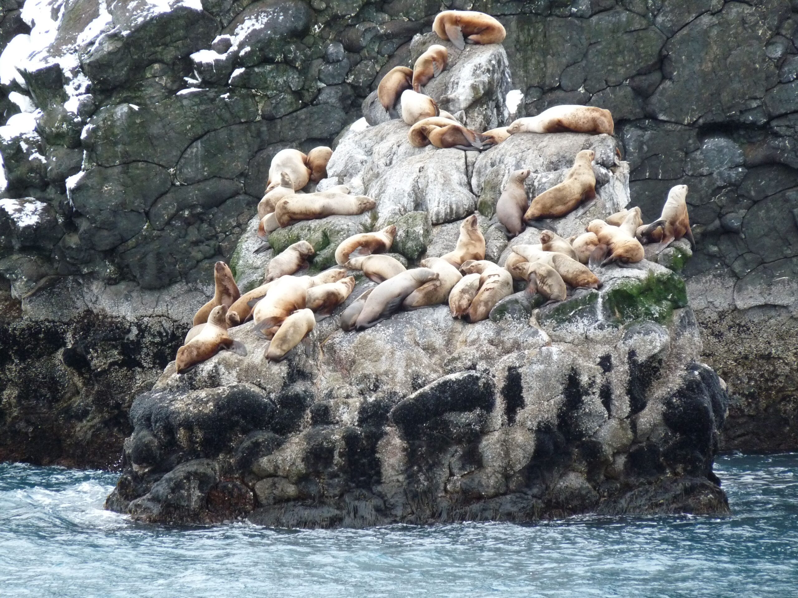 File:Sea lions in Kenai Fjords National Park