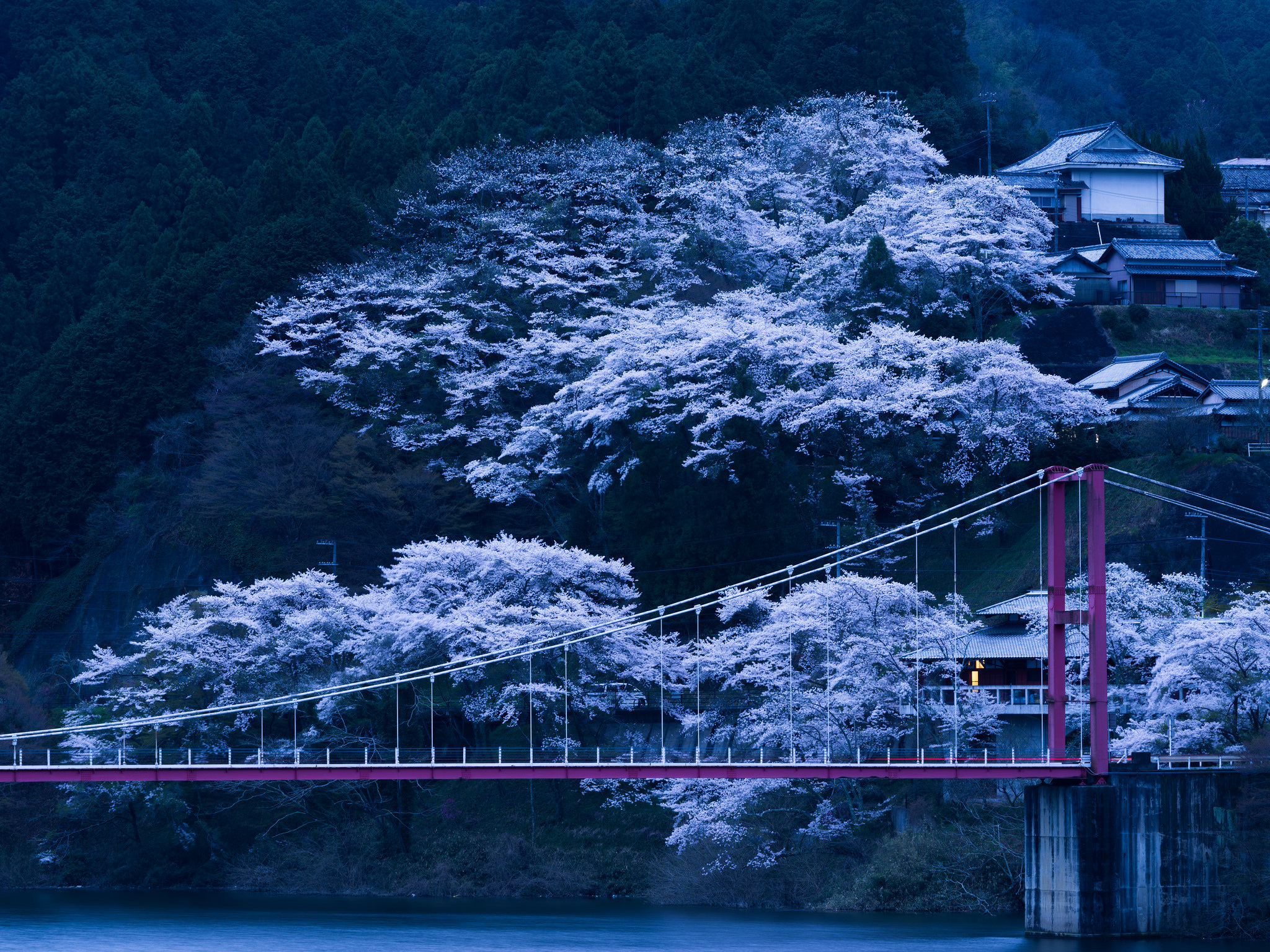 Download wallpapers japan, bridge, sakura, night hd backgrounds