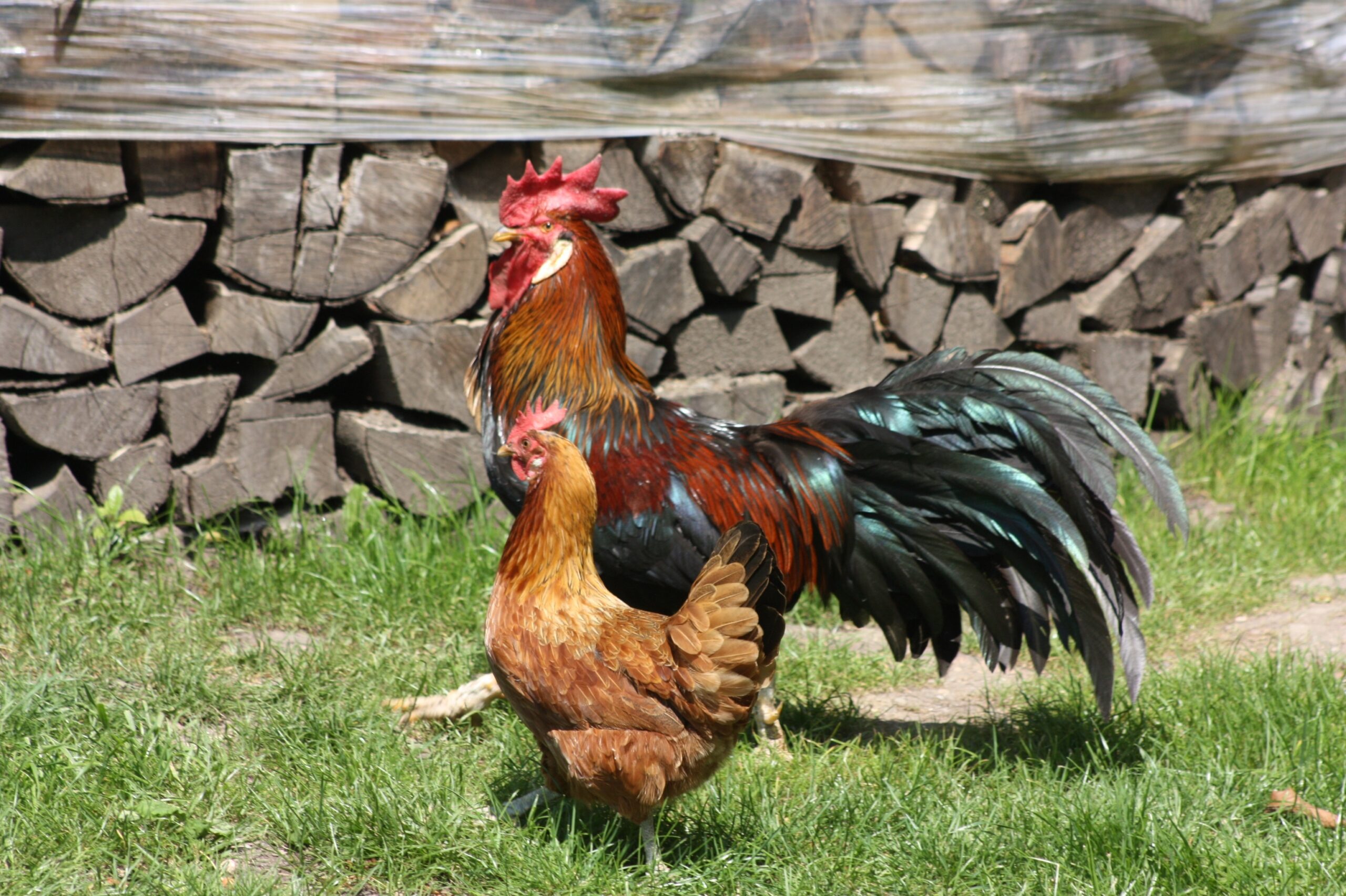 red and black rooster and brown hen free image