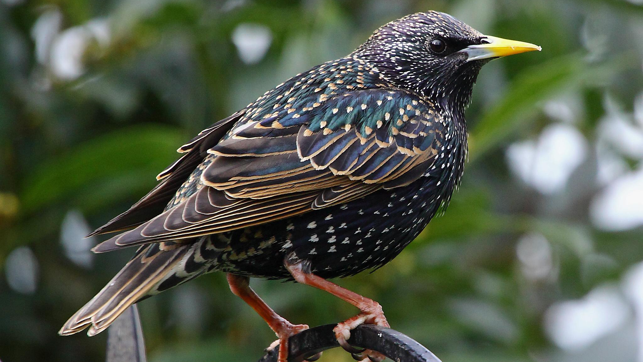 Starling by Tim Felce HD Wallpapers