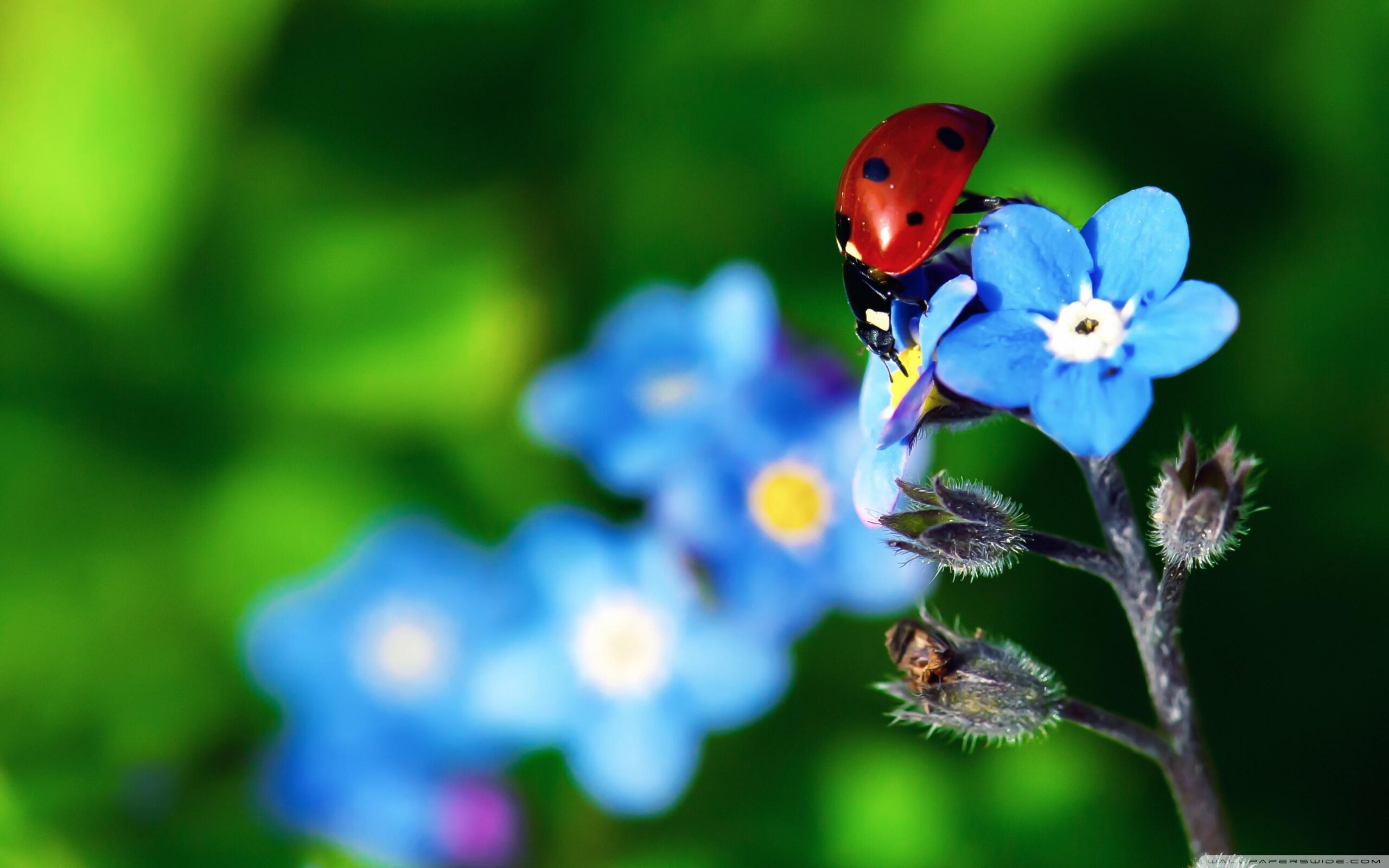 Ladybird Beetle ❤ 4K HD Desktop Wallpapers for 4K Ultra HD TV • Wide