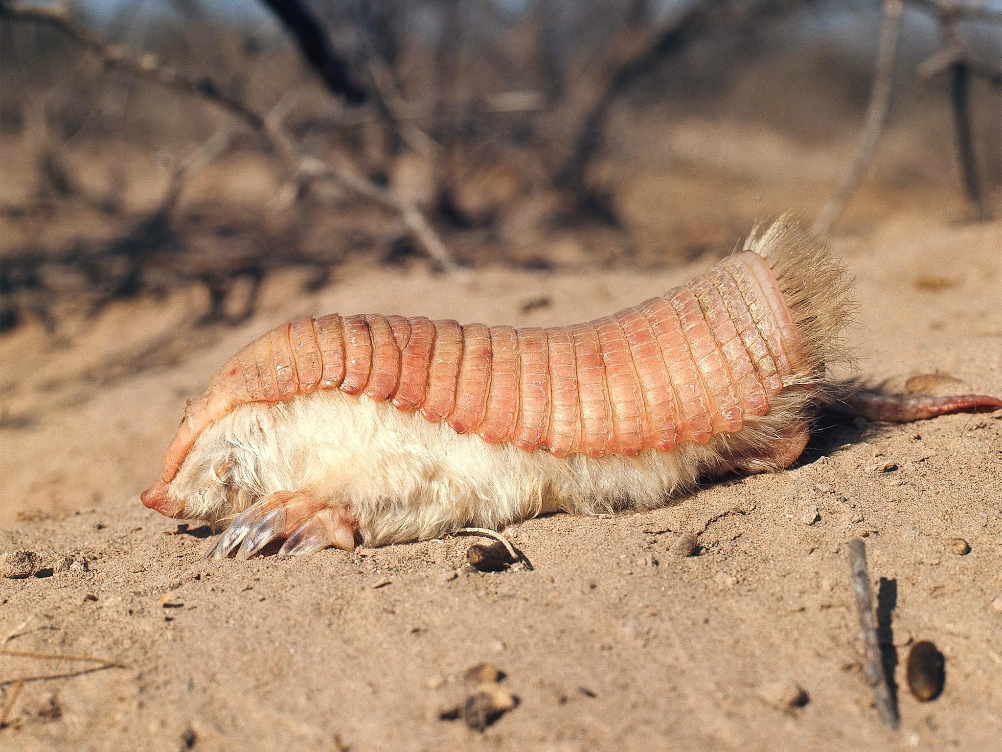 19+] Pink Fairy Armadillo Wallpapers