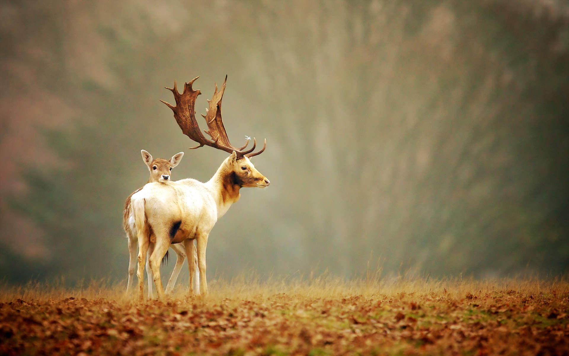 Deer Wallpapers