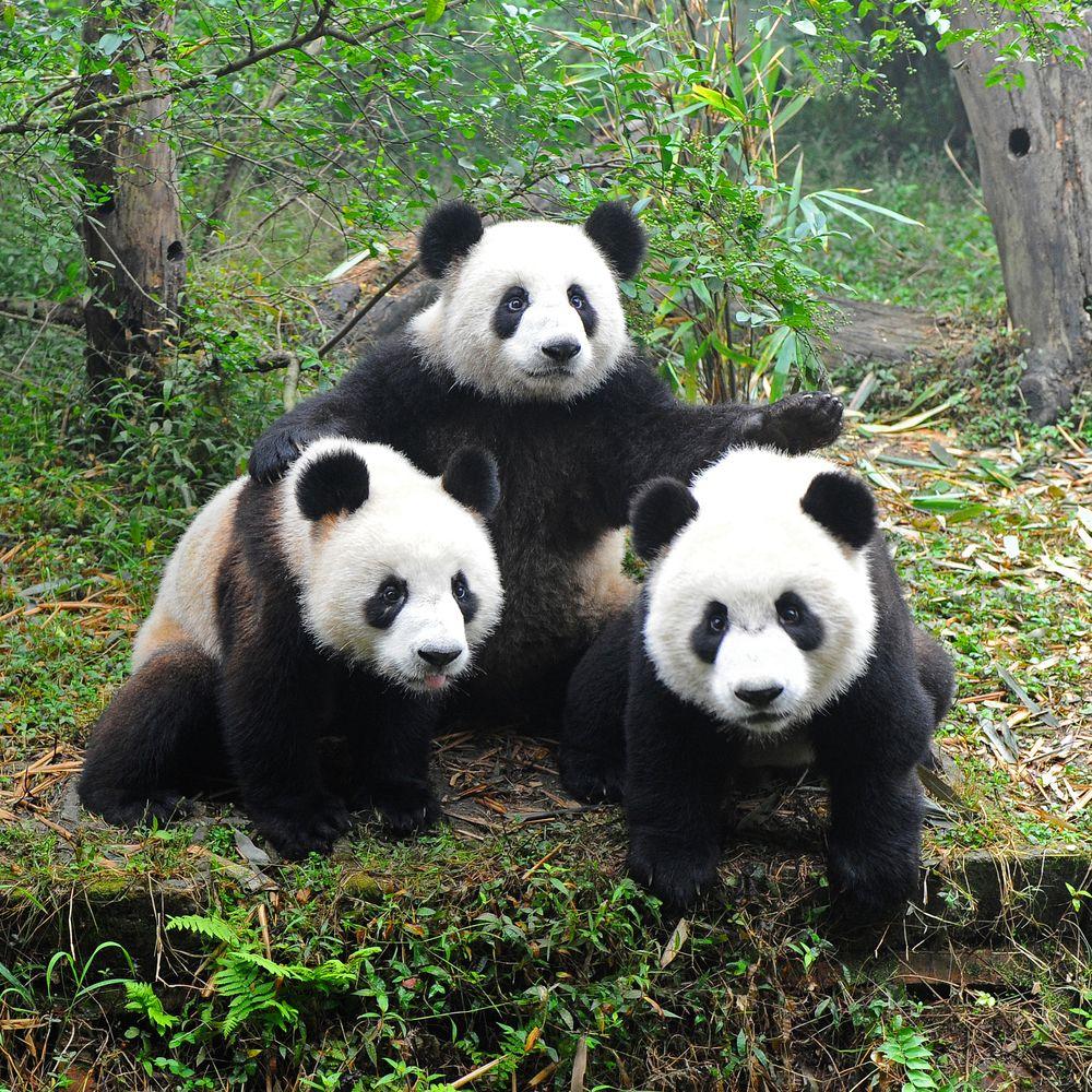 What’s Wrong with Giant Pandas?