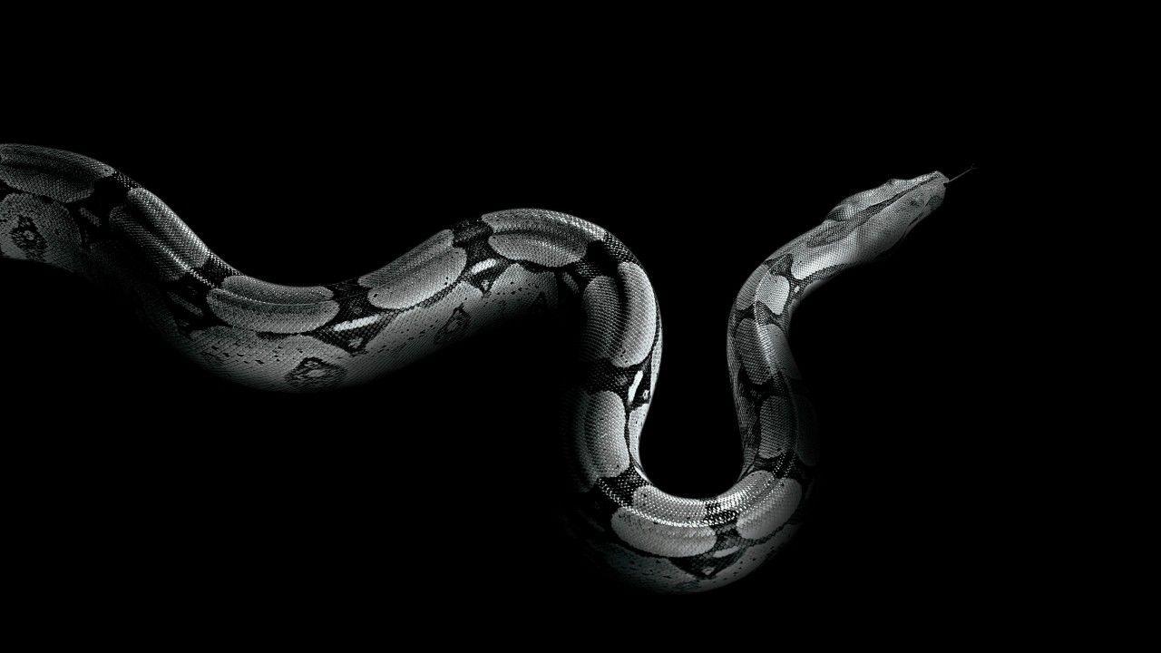 Wallpapers Python, snake, Animals