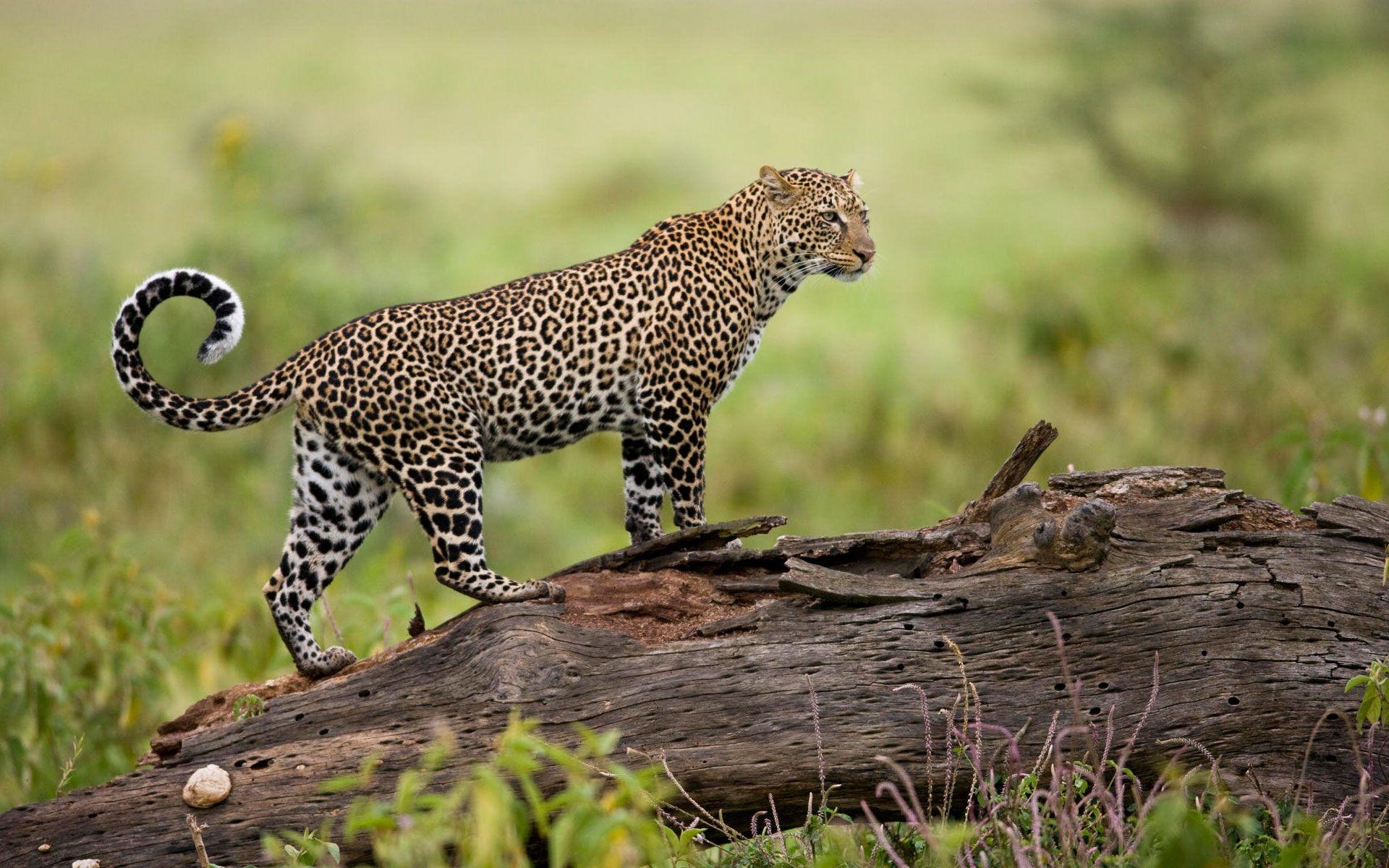 Leopard from Kenya Wallpapers HD / Desktop and Mobile Backgrounds