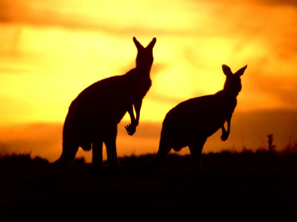 Crossfit Never Quit: Australia day