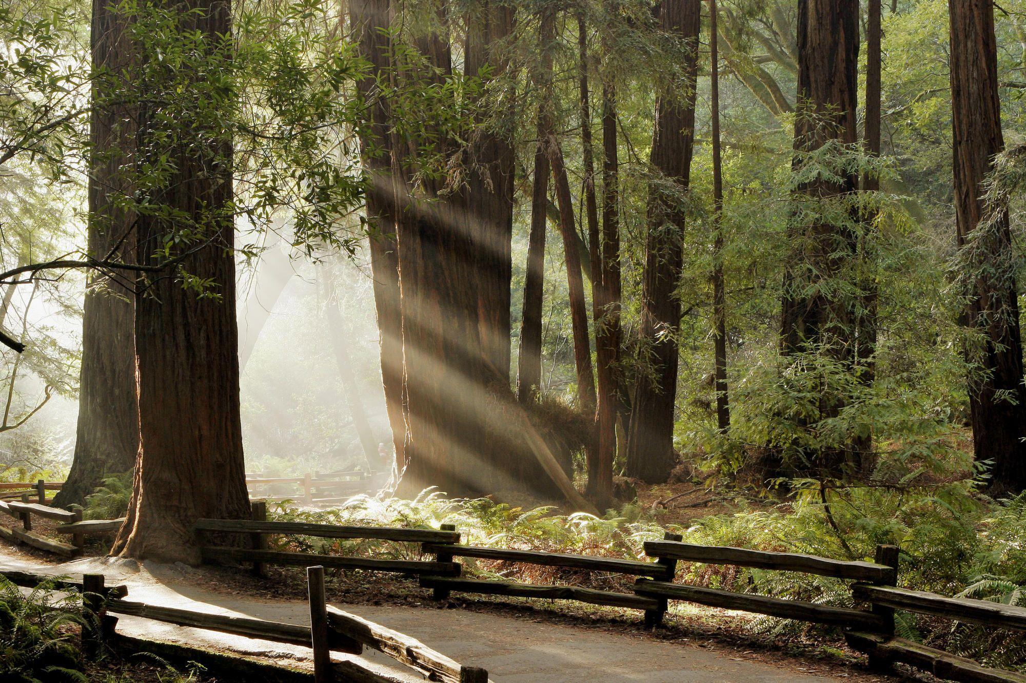 Muir Woods National Monument, Marin County, CA. Gorgeous redwood