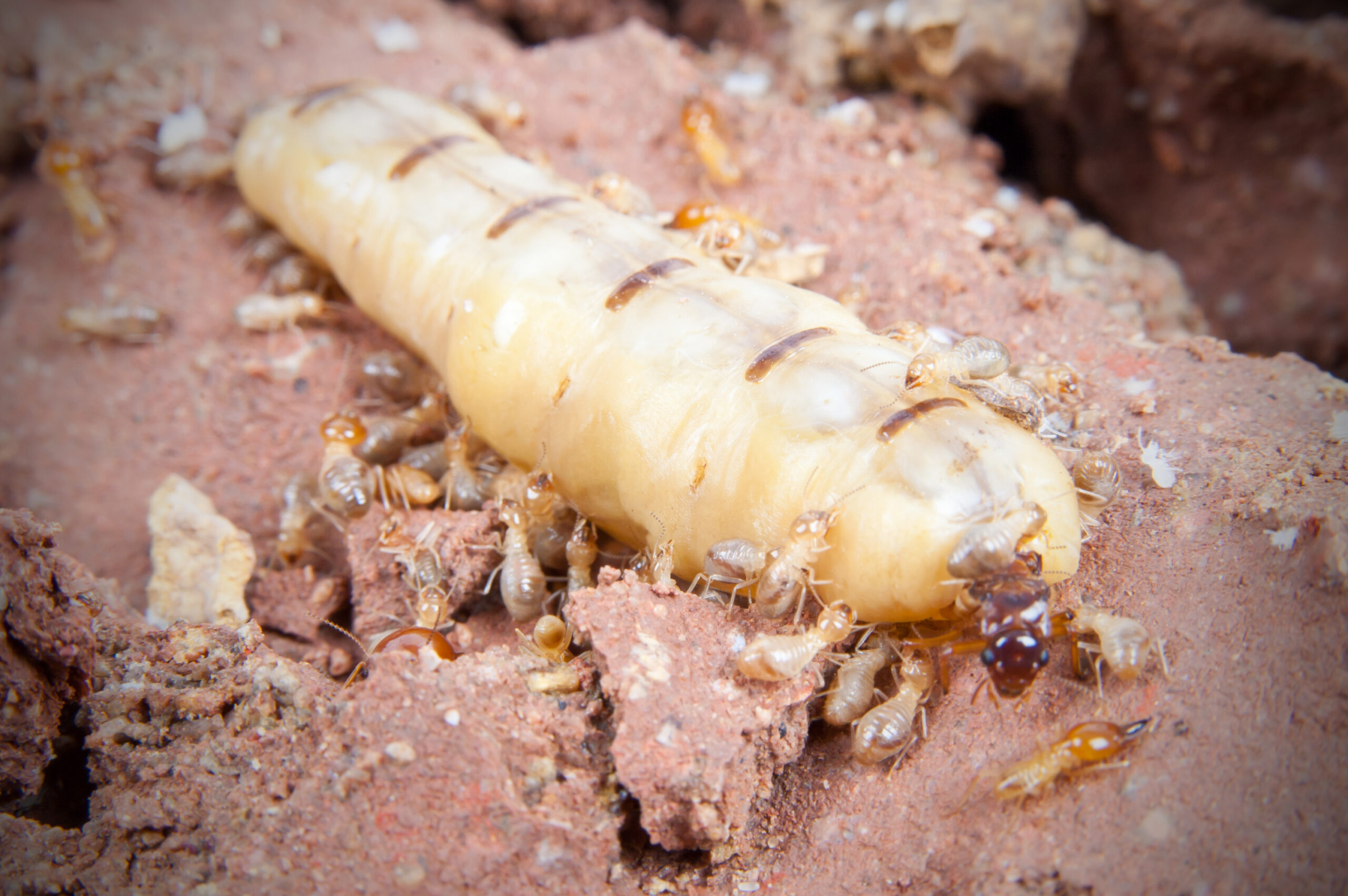 Termites Wallpapers High Quality