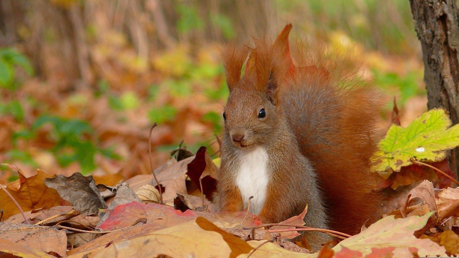 Squirrel Wallpapers #