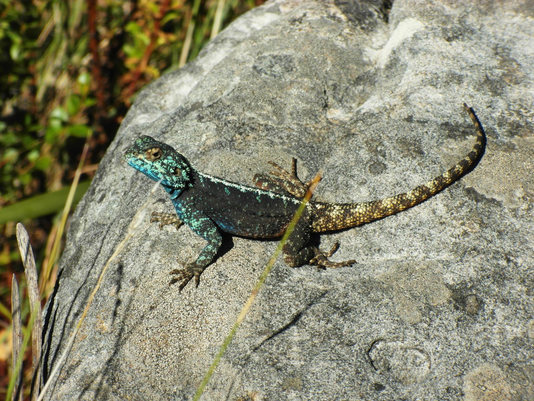 Southern Rock Agama